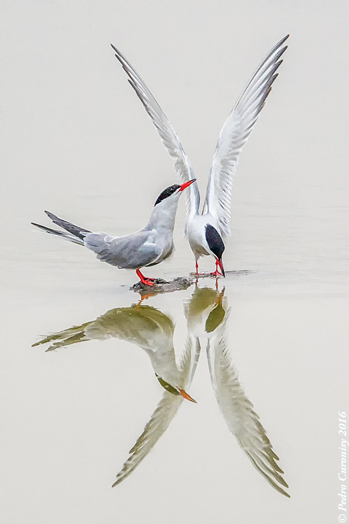 Olympus OM-D E-M1 + M.300mm F4.0 + MC-14 sample photo. Fumarel cariblanco photography