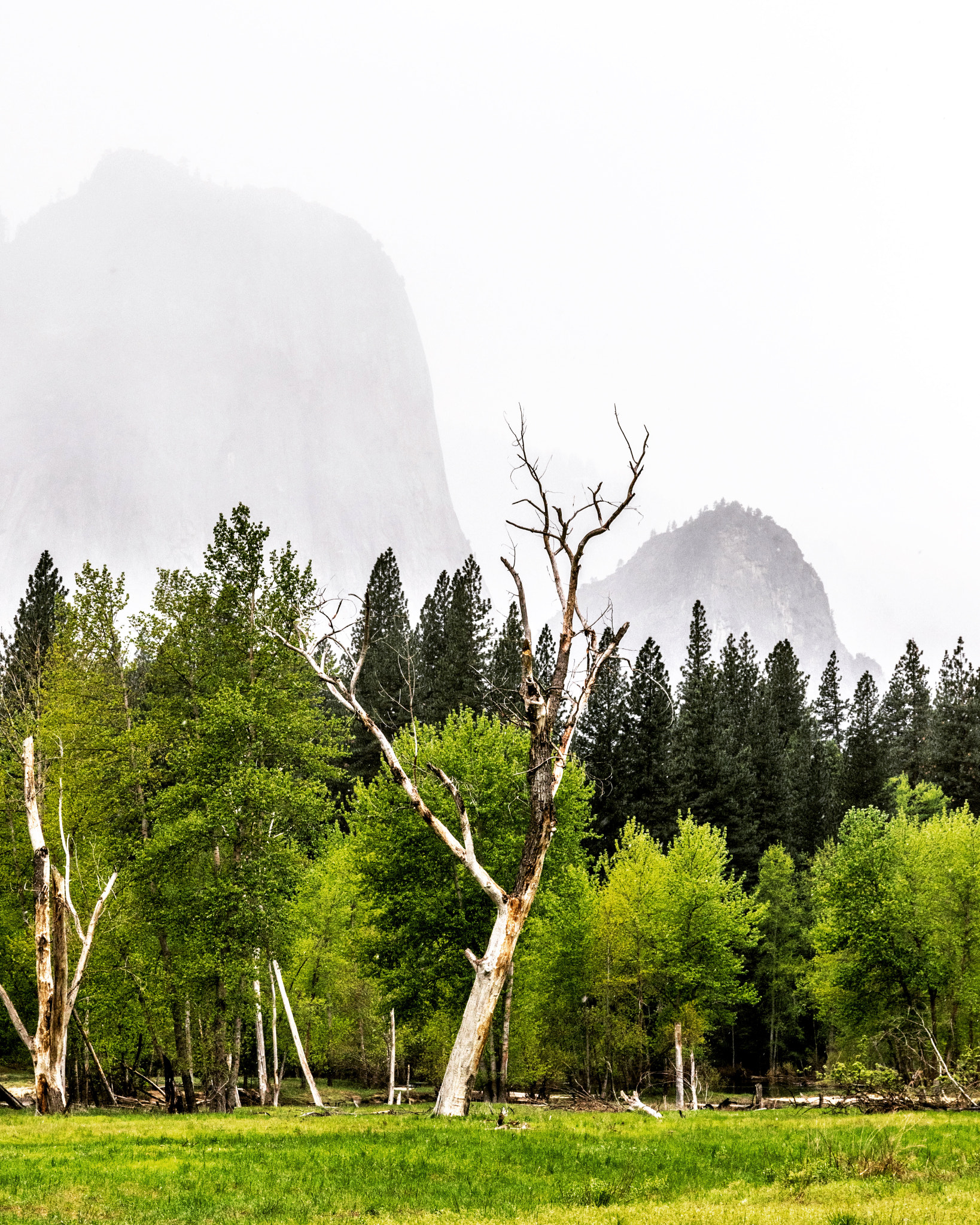 Nikon D3300 + Sigma 17-70mm F2.8-4 DC Macro OS HSM | C sample photo. Amazing backdrop on a foggy morning at yosemite! photography