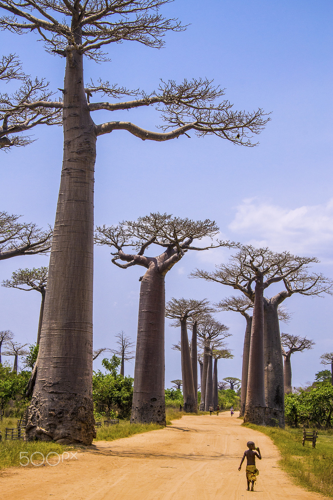 Sigma 18-200mm F3.5-6.3 DC OS HSM sample photo. Land of the giants photography