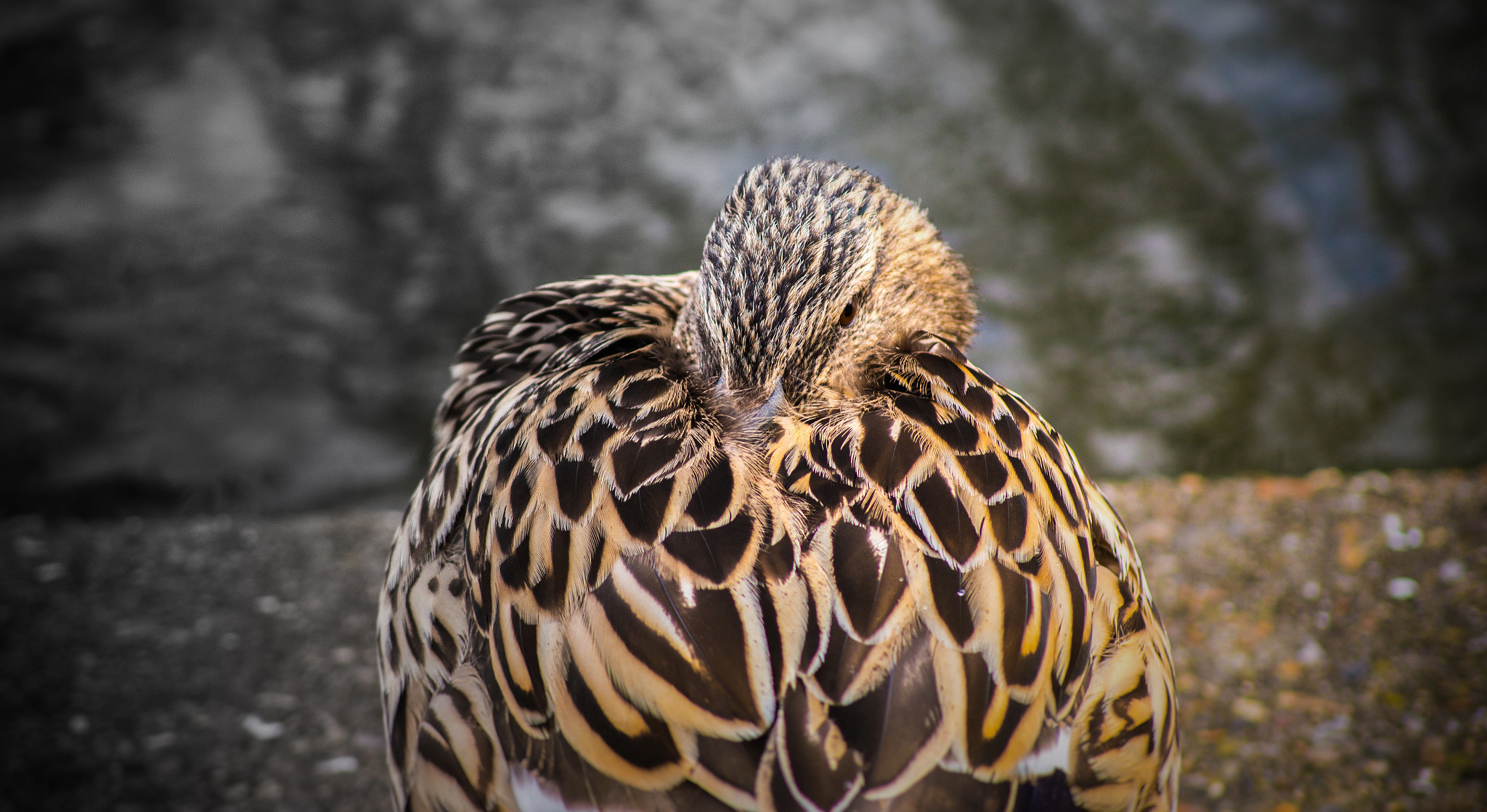 Tamron AF 55-200mm F4-5.6 Di II LD Macro sample photo. Duck #2 photography