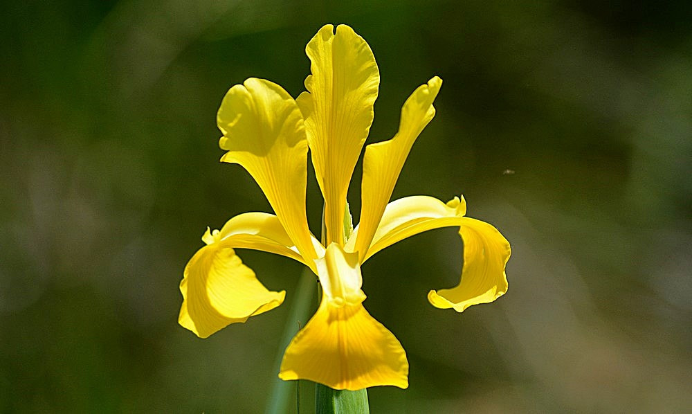 Nikon D7100 + Sigma 70-300mm F4-5.6 APO Macro Super II sample photo. Yellow lily photography
