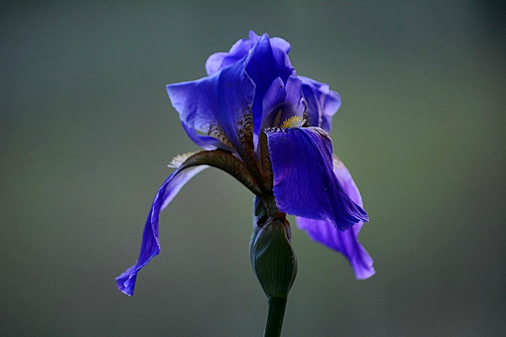 Sigma 70-300mm F4-5.6 APO Macro Super II sample photo. Blue lily photography