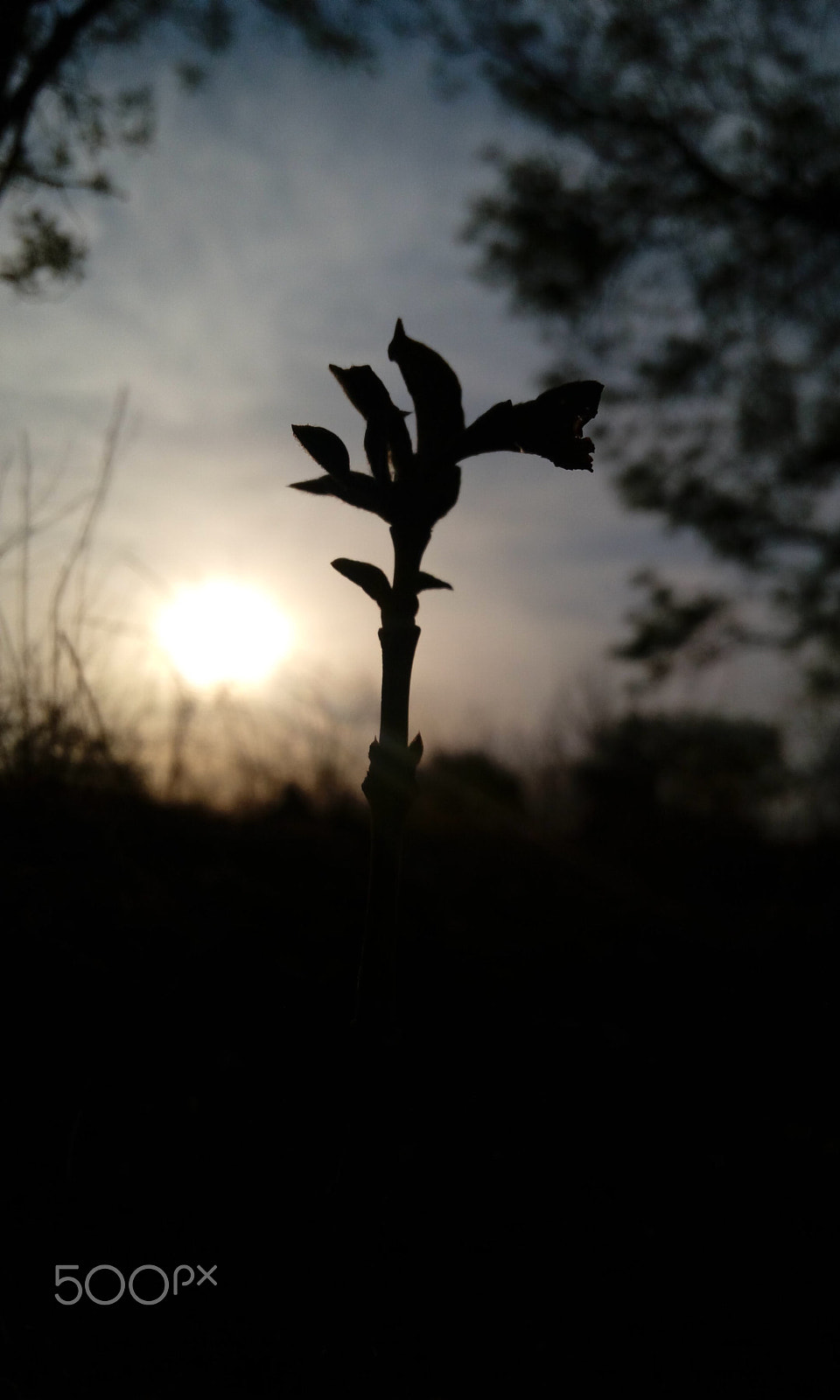 HTC DESIRE 820G PLUS DUAL SIM sample photo. A little photography