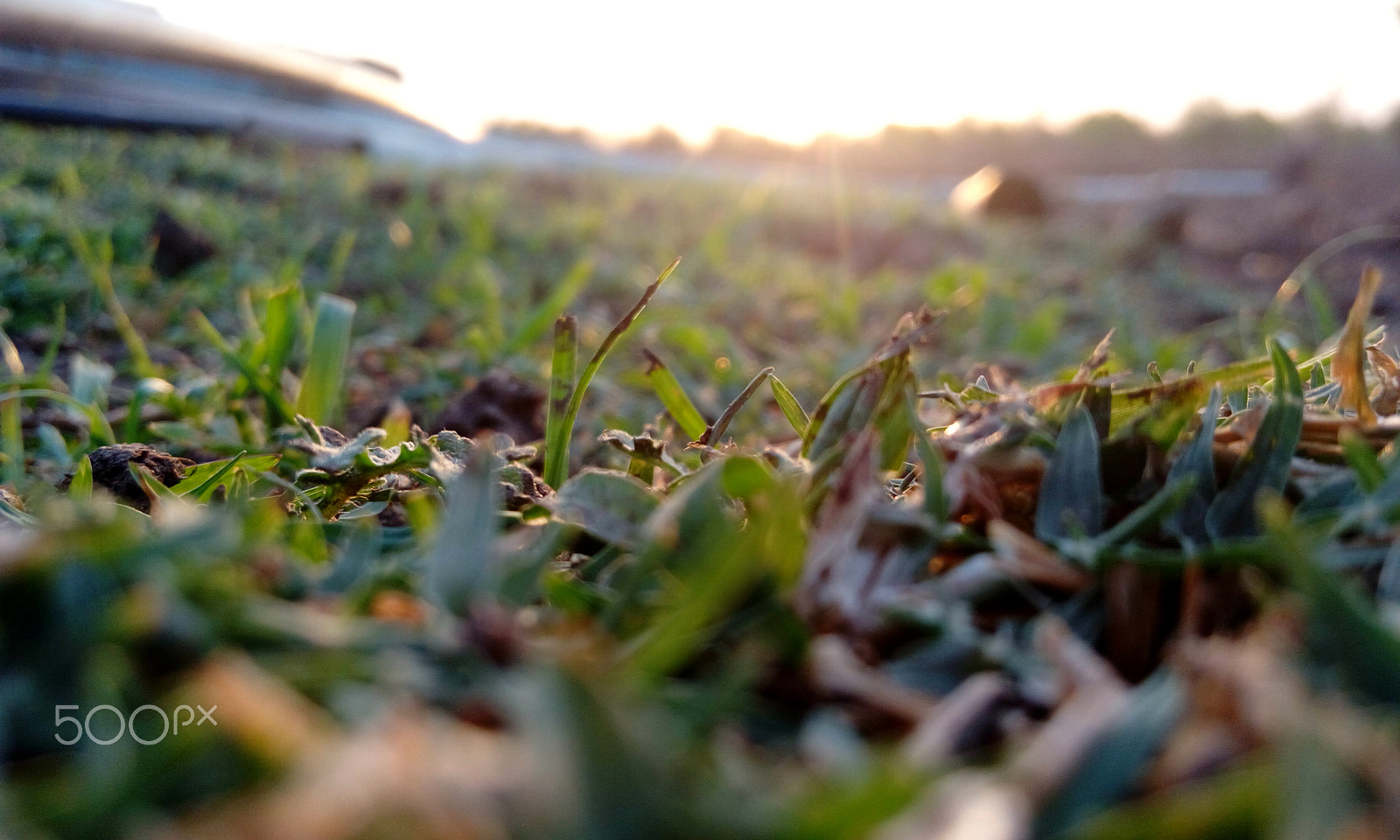 HTC DESIRE 820G PLUS DUAL SIM sample photo. Grass in summer photography