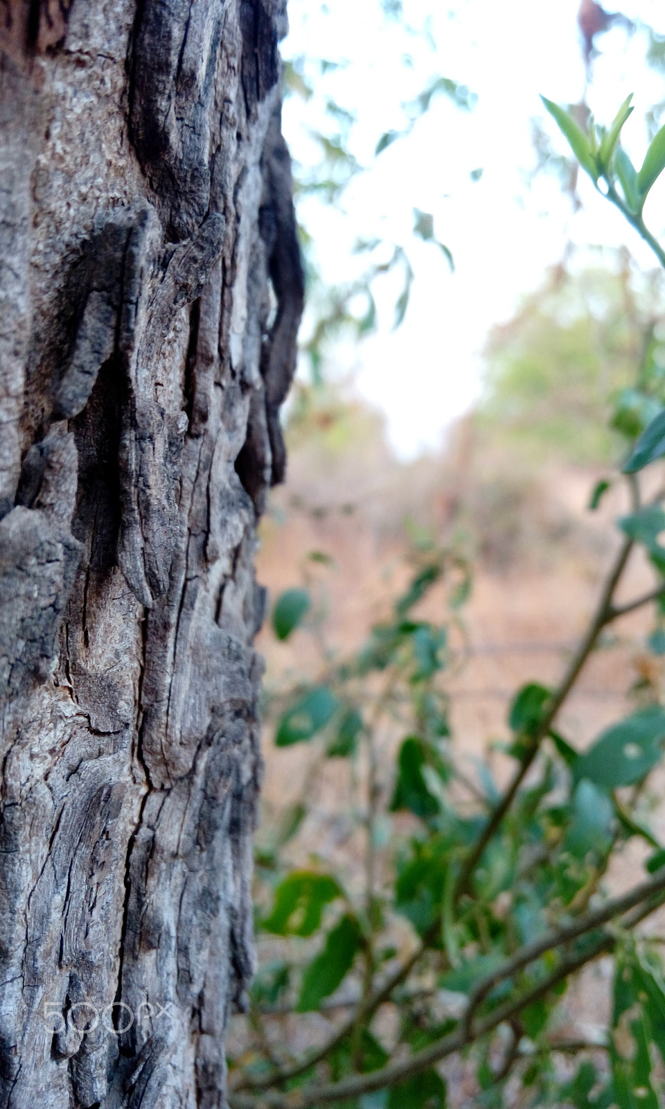 HTC DESIRE 820G PLUS DUAL SIM sample photo. A tree photography
