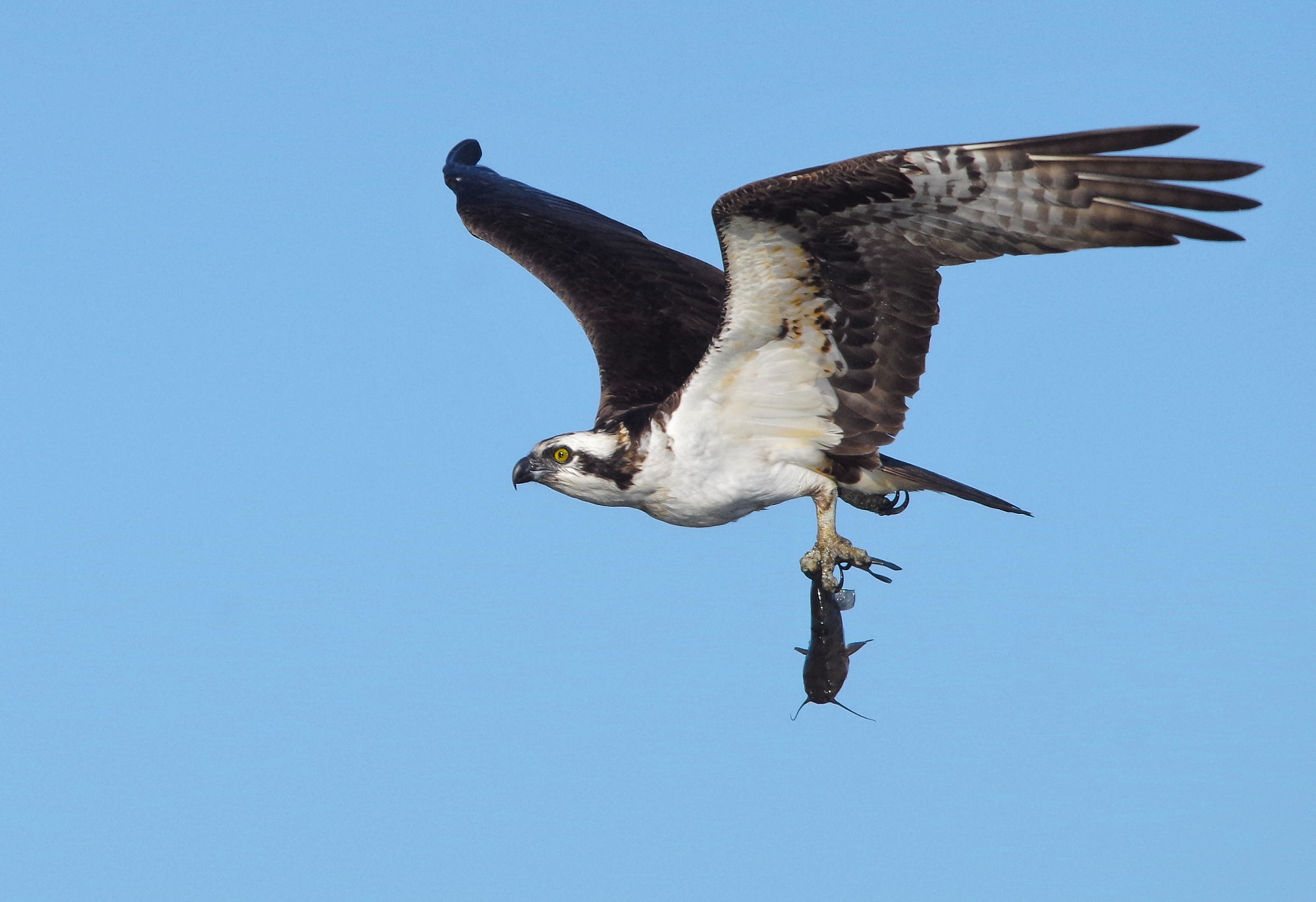 Pentax K-30 + Sigma 150-500mm F5-6.3 DG OS HSM sample photo. Osprey photography