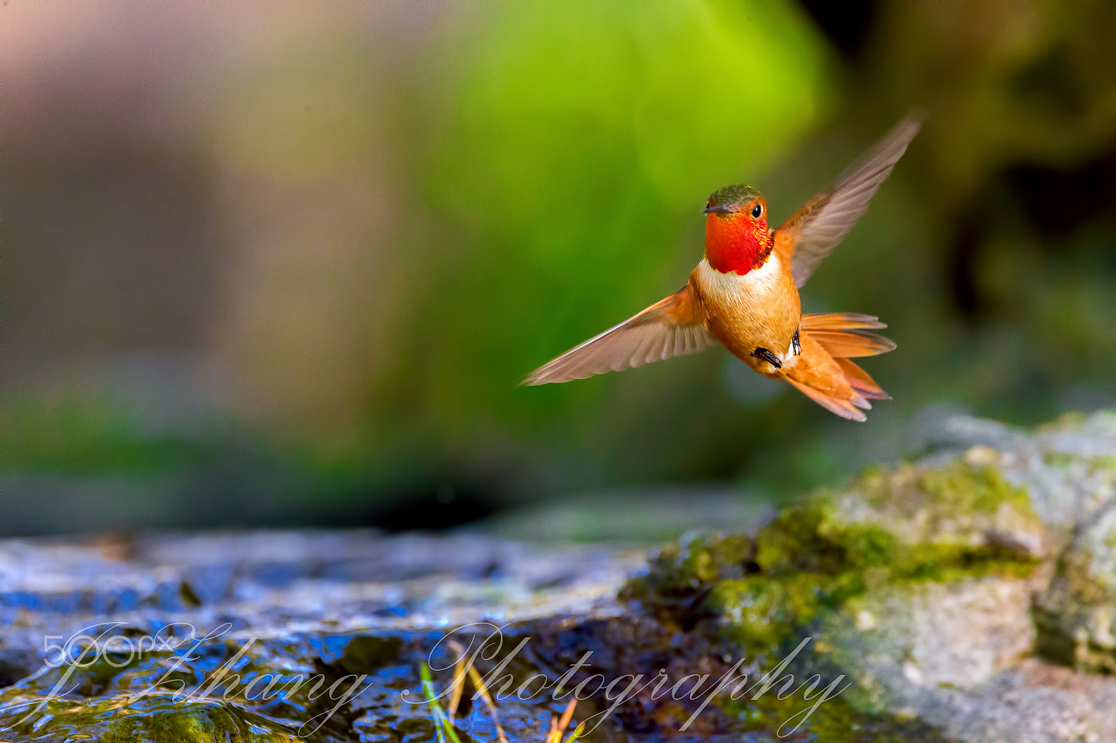 Sigma 150-600mm F5-6.3 DG OS HSM | C sample photo. Humingbird photography