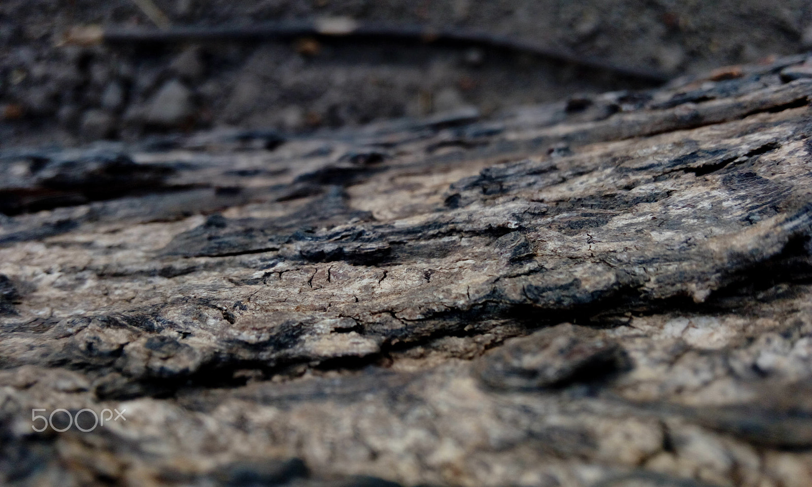 HTC DESIRE 820G PLUS DUAL SIM sample photo. Wood photography