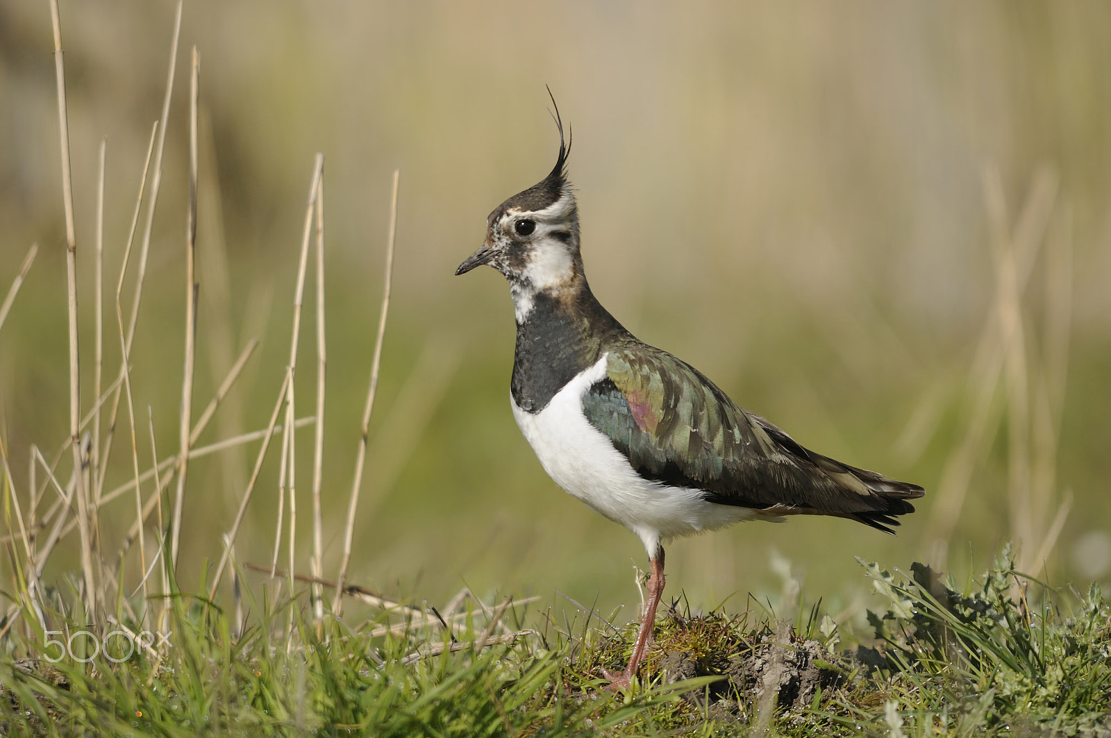 Sigma 150-500mm F5-6.3 DG OS HSM sample photo. Northern lapwing photography