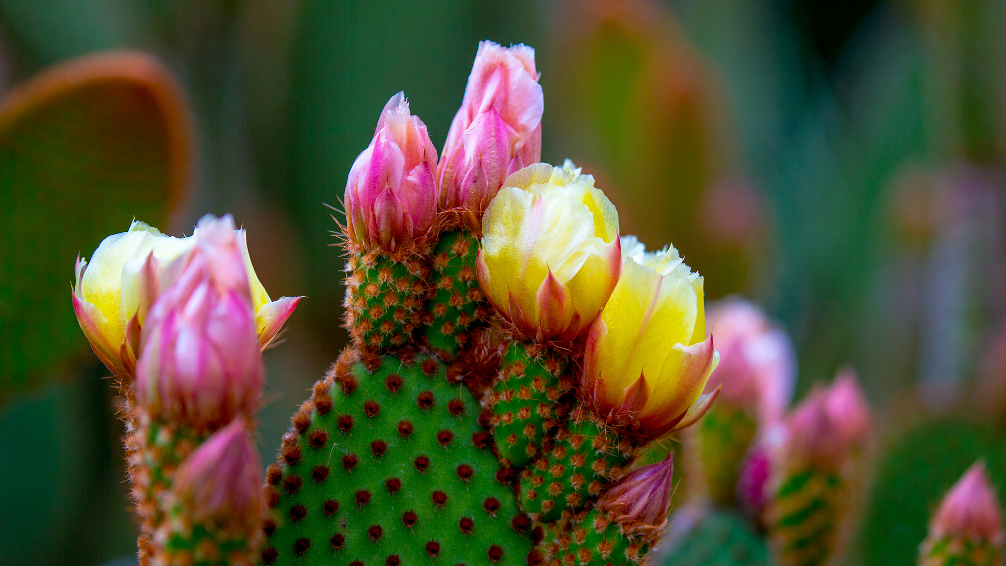 Canon EF 100-400mm F4.5-5.6L IS II USM sample photo. Cactus flower photography