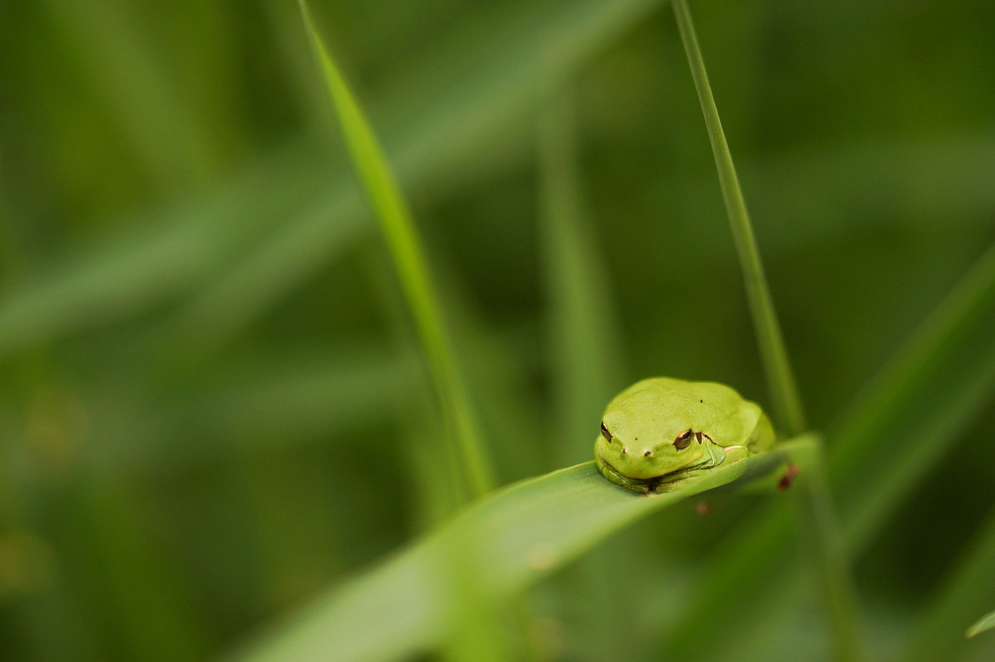 Sony SLT-A57 sample photo. Rainette photography