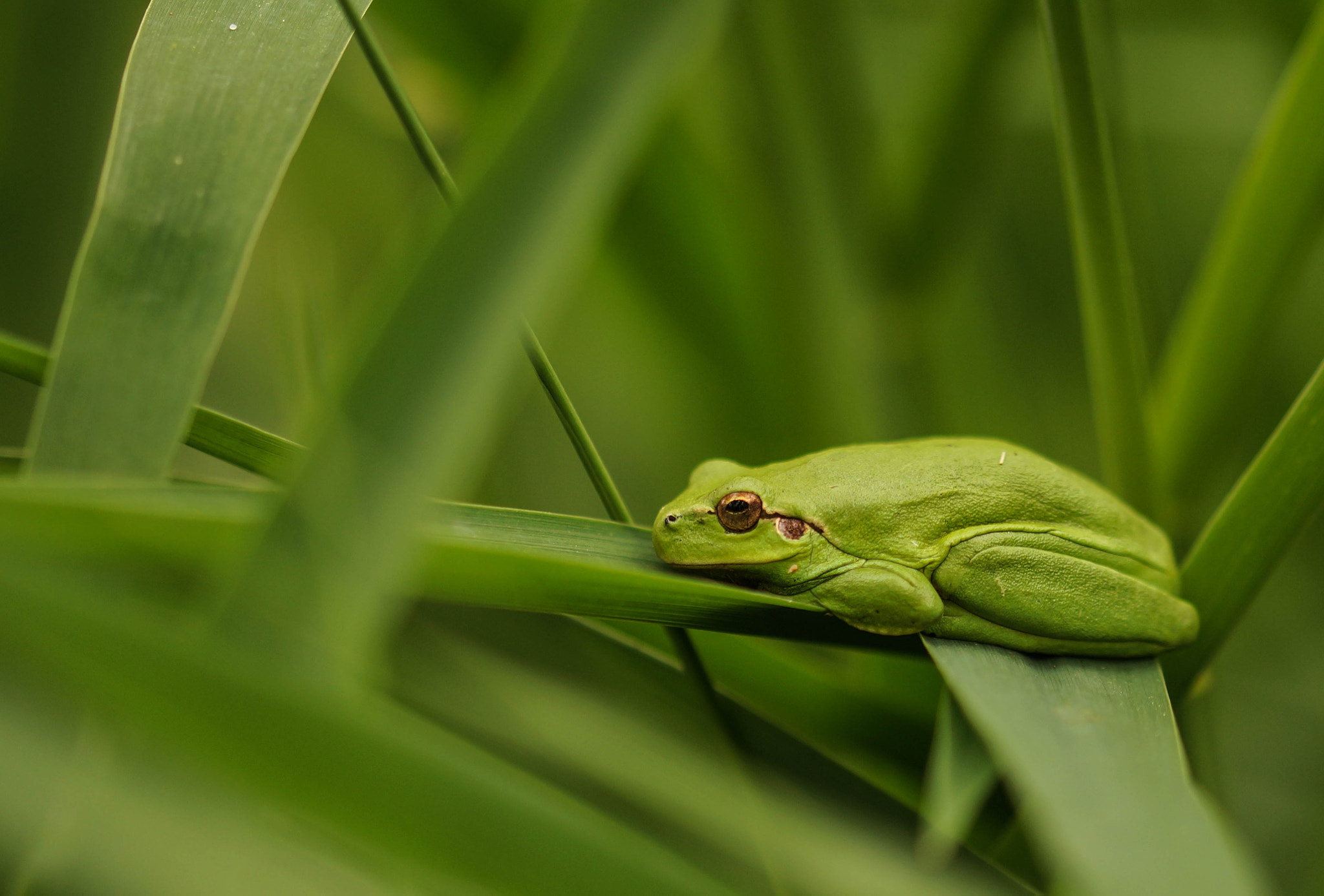 Sony SLT-A57 + 105mm F2.8 sample photo. Rainette photography