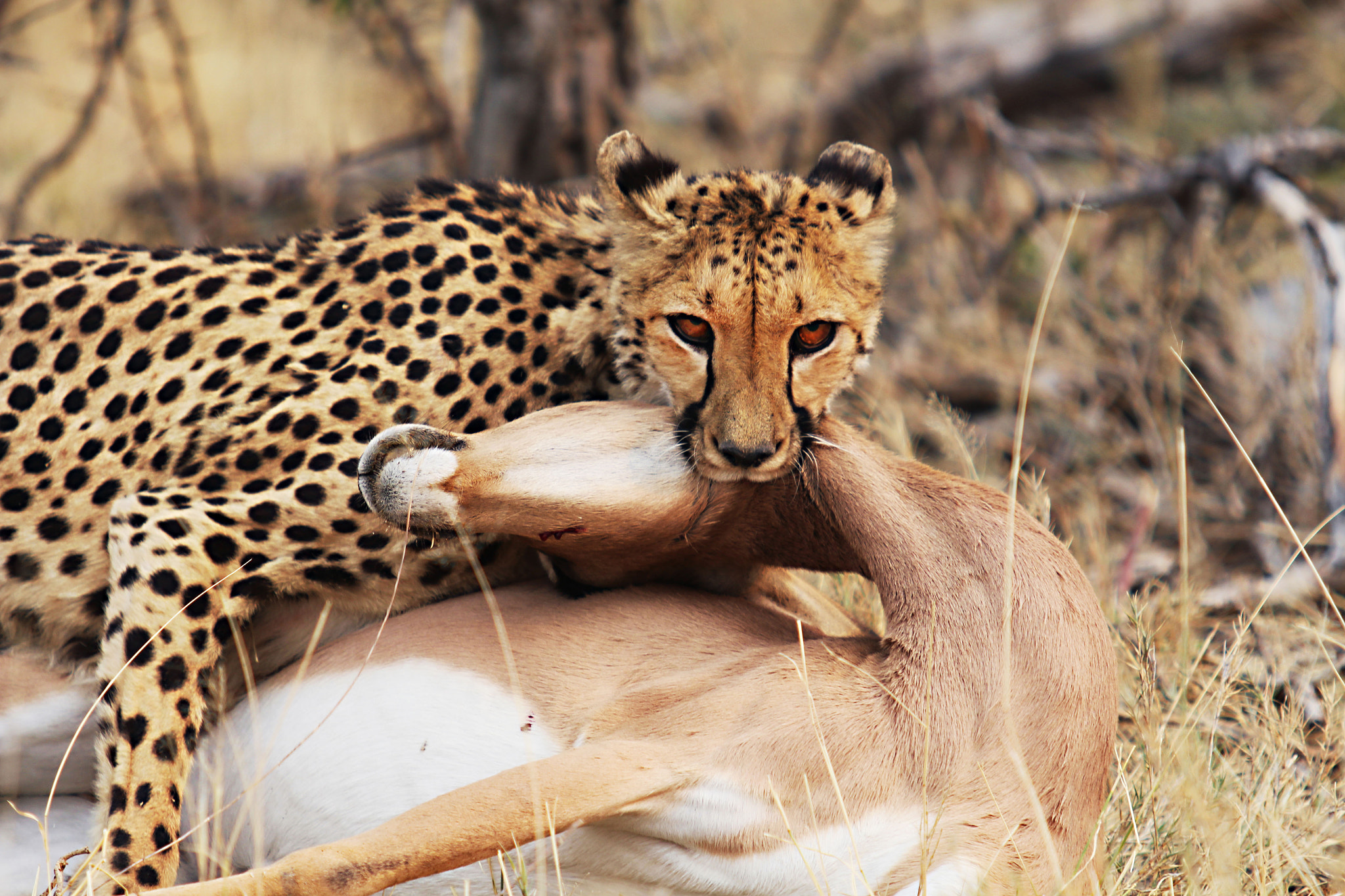Canon EF 70-200mm F2.8L USM sample photo. Hunting cheetah photography