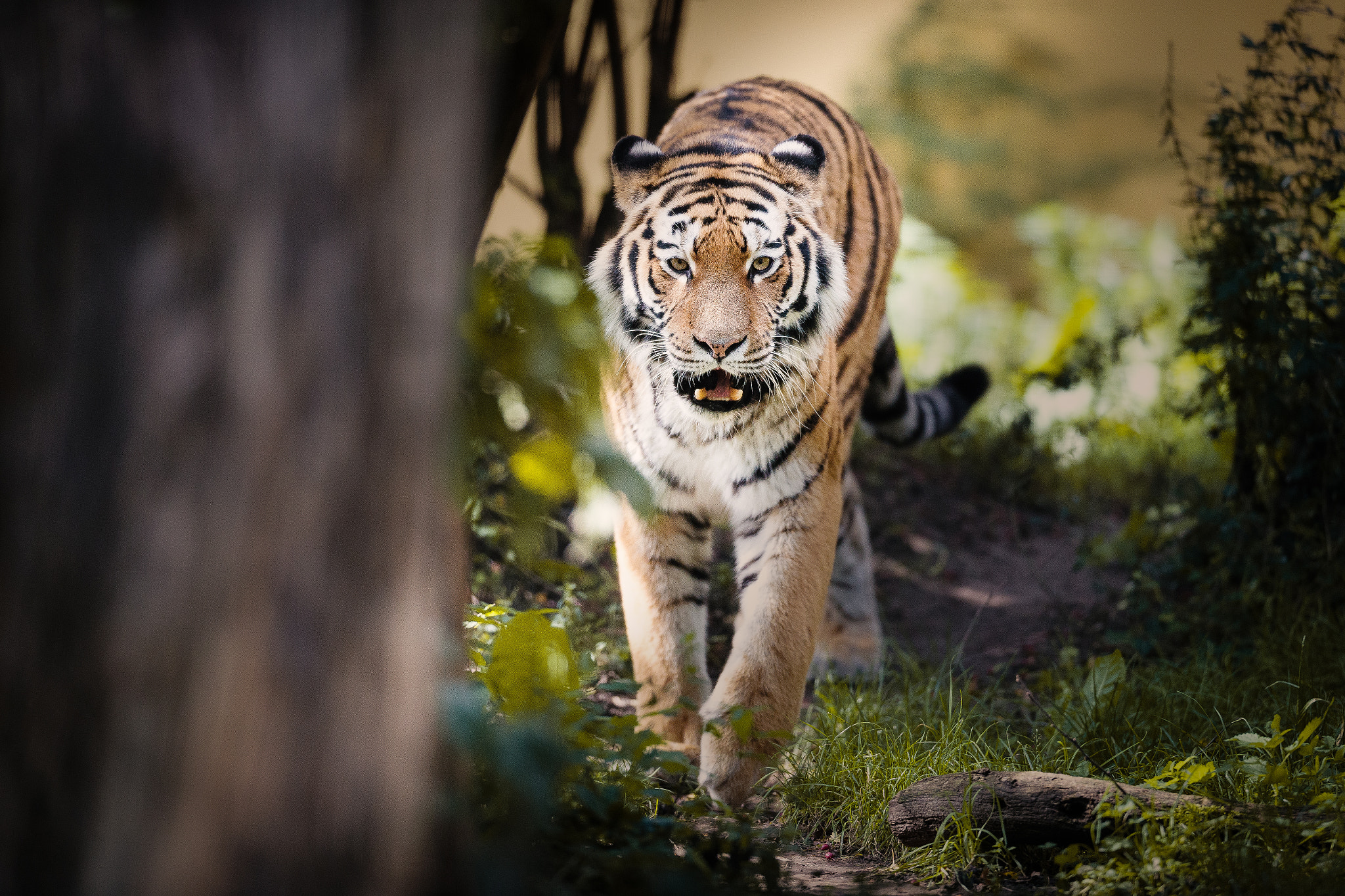 Canon EF 400mm F2.8L IS USM sample photo. Tiger photography