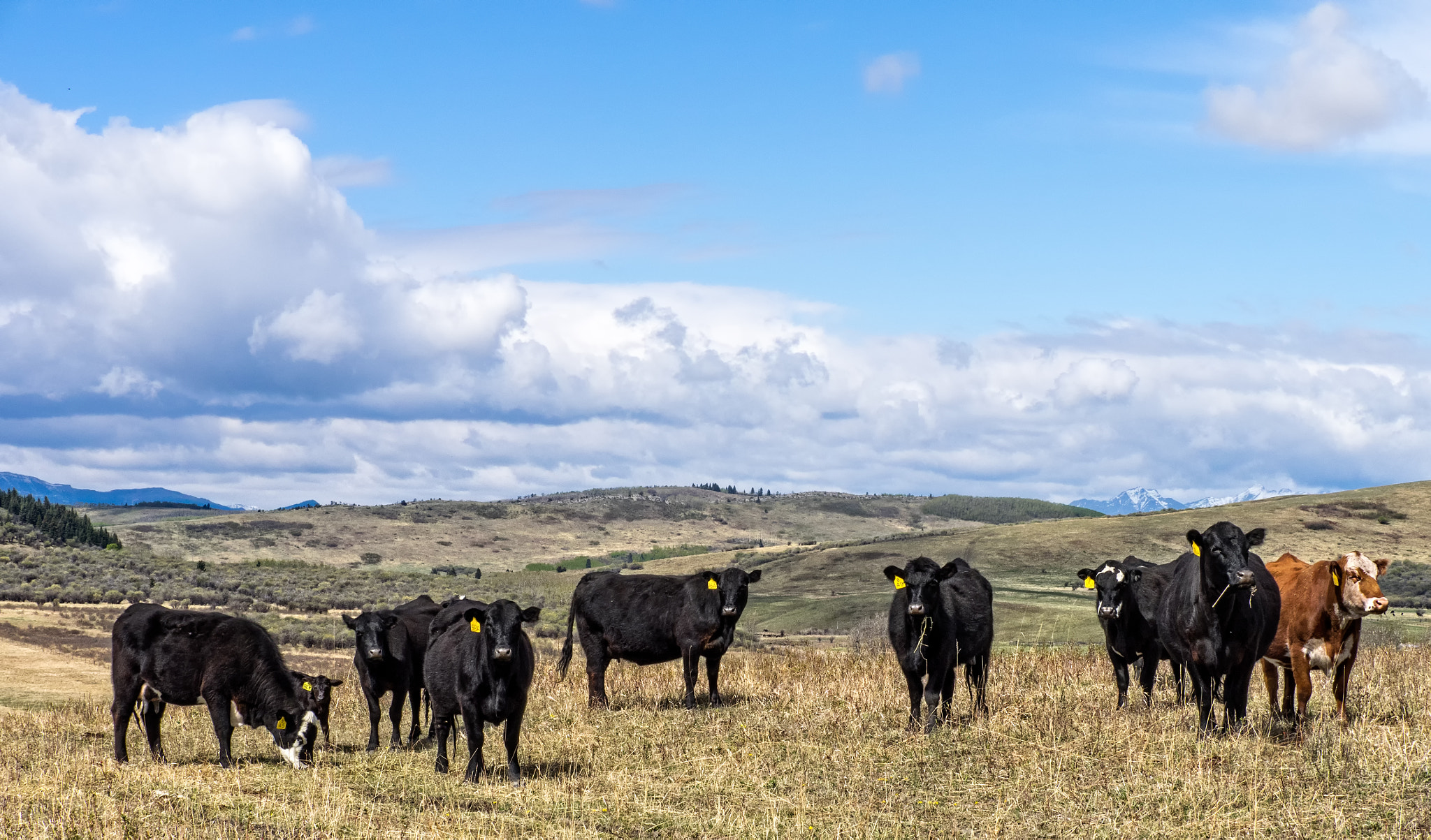 Panasonic Lumix G X Vario 35-100mm F2.8 OIS sample photo. One brown cow photography