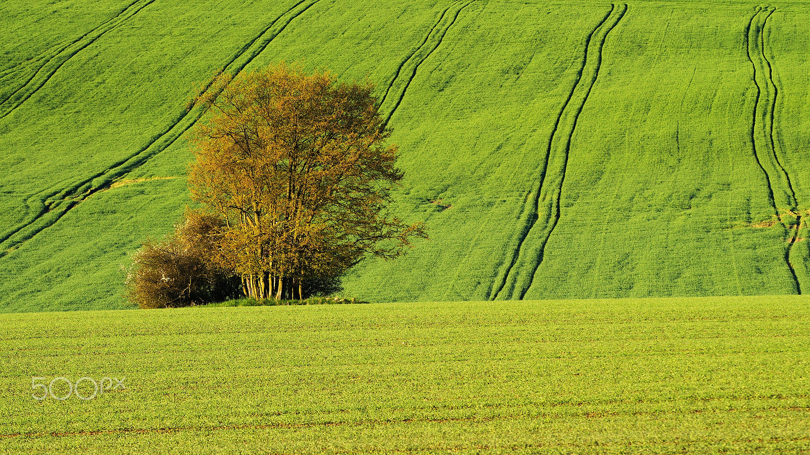 Nikon D3200 + 70.00 - 300.00 mm f/4.0 - 5.6 sample photo. Green corduroy ... photography