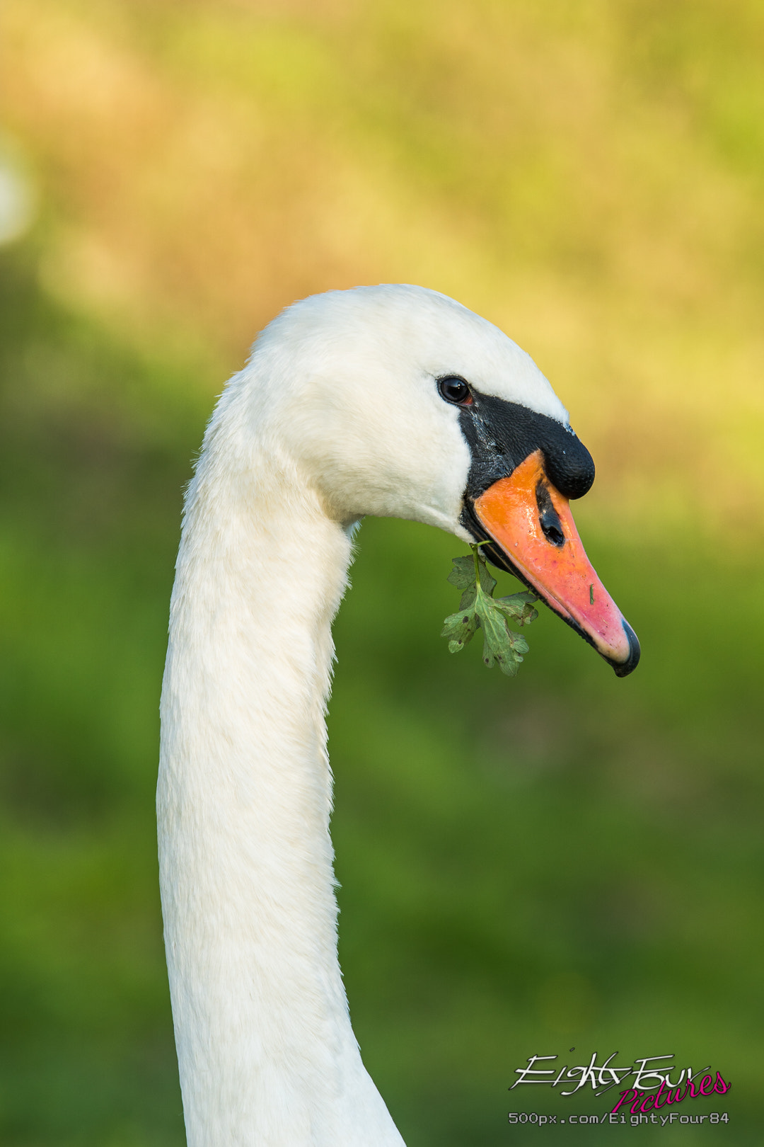 Sony ILCA-77M2 + Tamron SP 70-200mm F2.8 Di VC USD sample photo. Iff dhere somefing stuck in ma teefh? photography