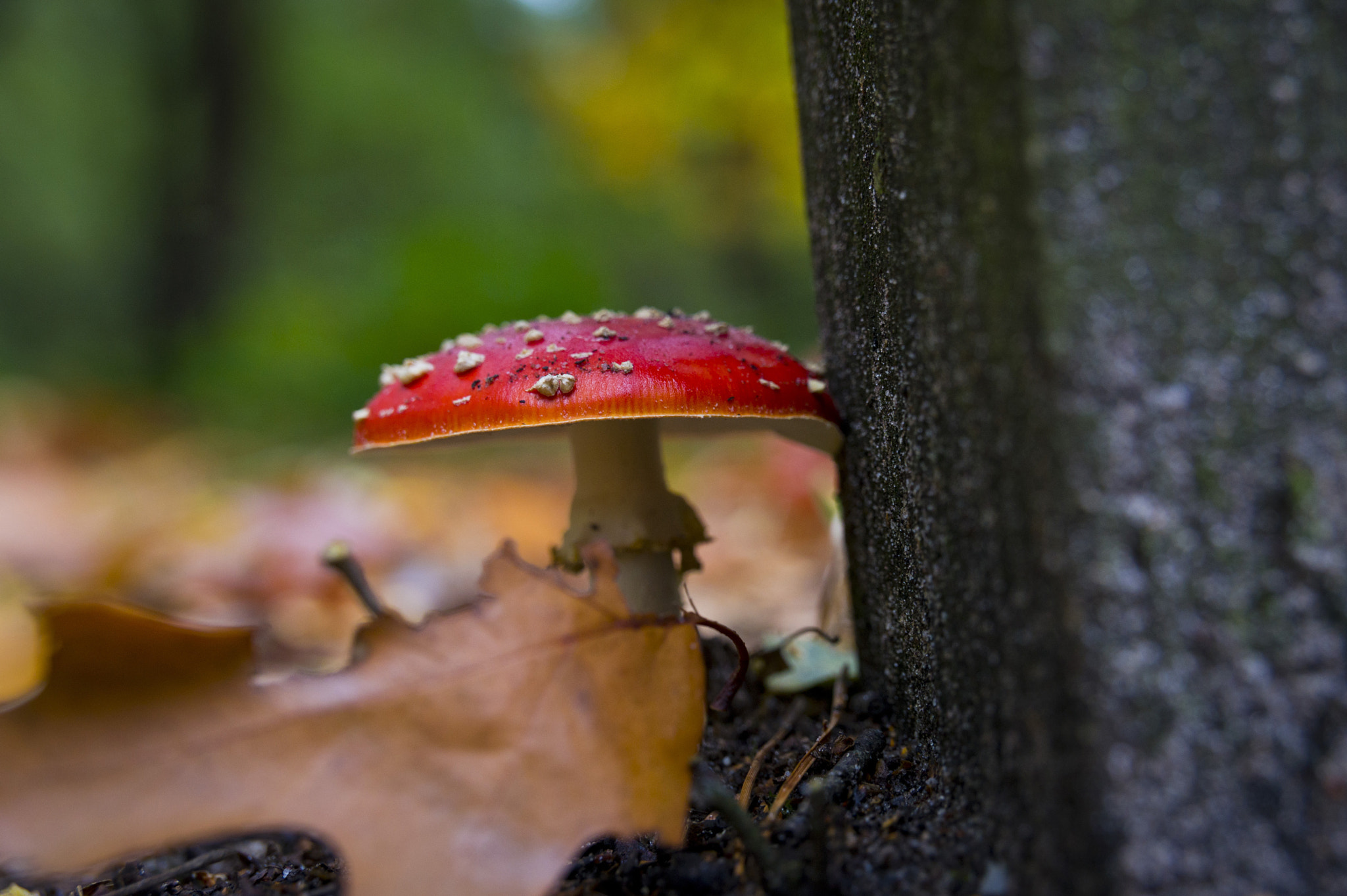 Sony Alpha DSLR-A580 + Tamron AF 28-105mm F4-5.6 [IF] sample photo. Mushroom photography