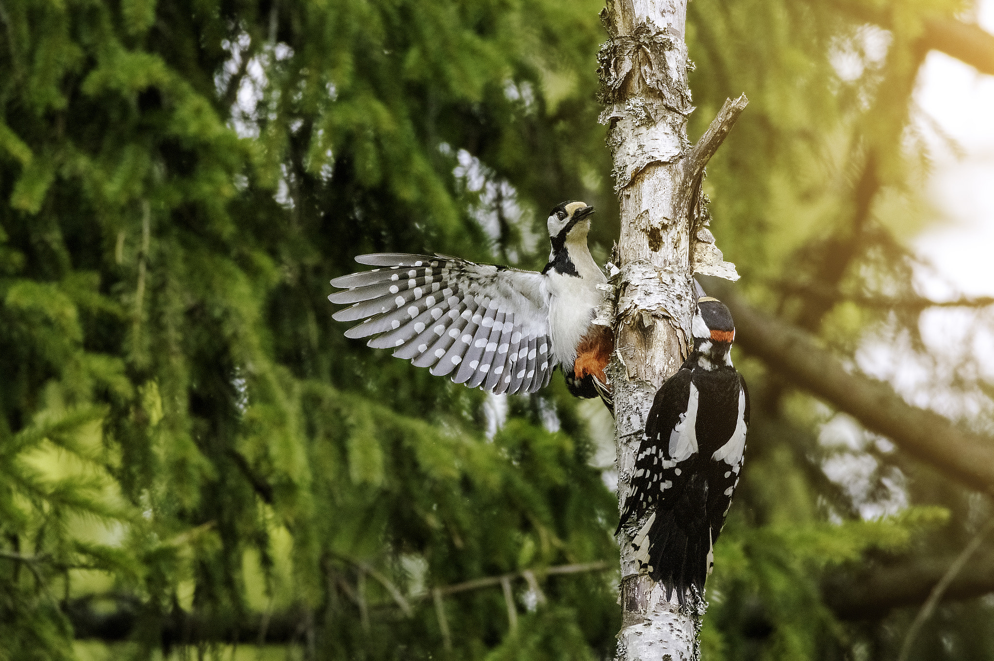 Sigma 150-600mm F5-6.3 DG OS HSM | C sample photo. Filrting photography