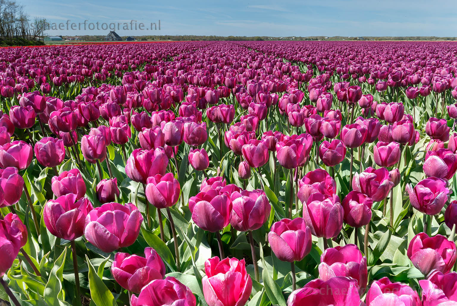 Canon EOS-1D X + Canon EF 16-35mm F4L IS USM sample photo. Purple photography