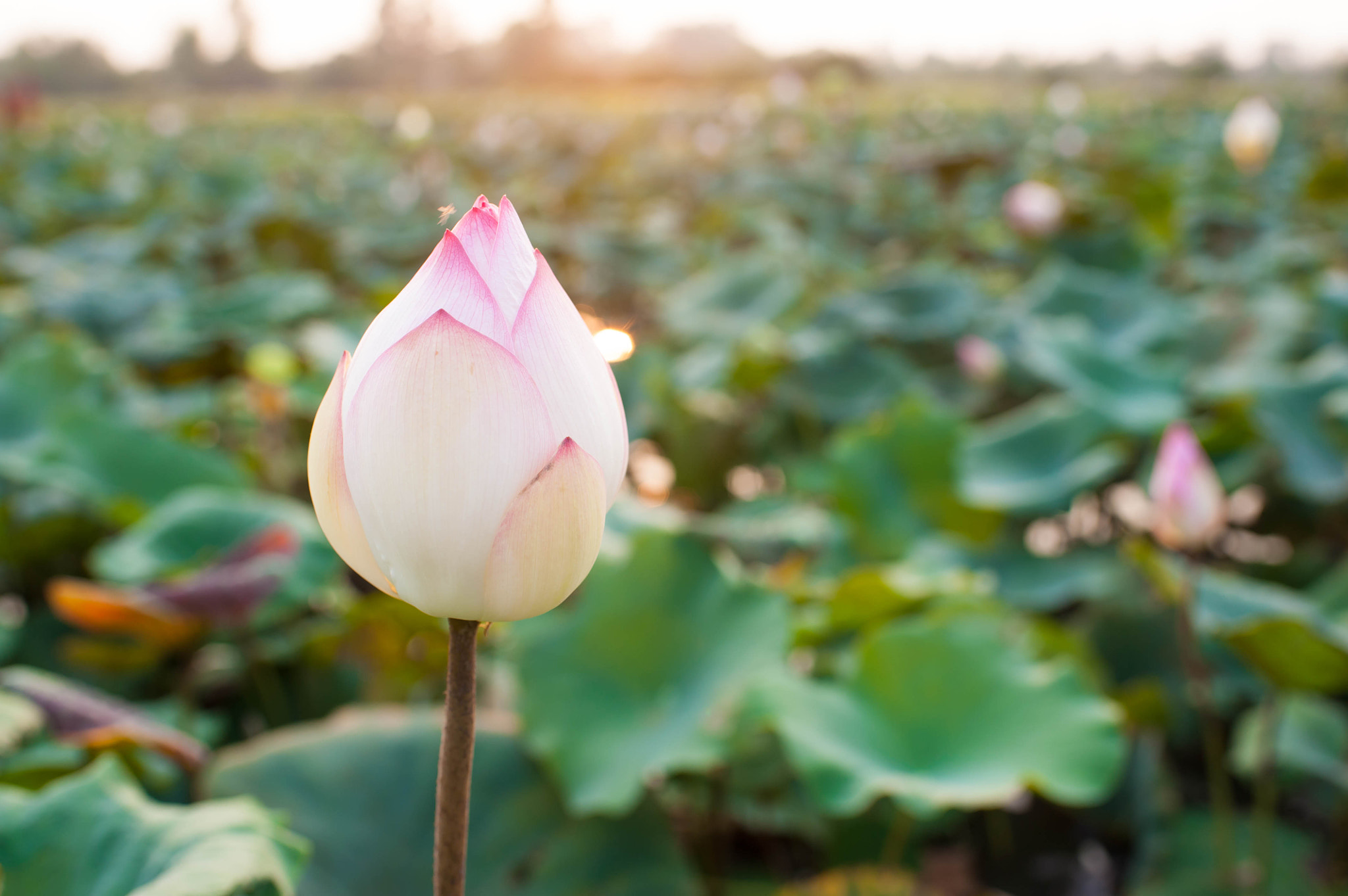 Nikon D700 + AF-S Nikkor 35mm f/1.8G sample photo. Lotus photography