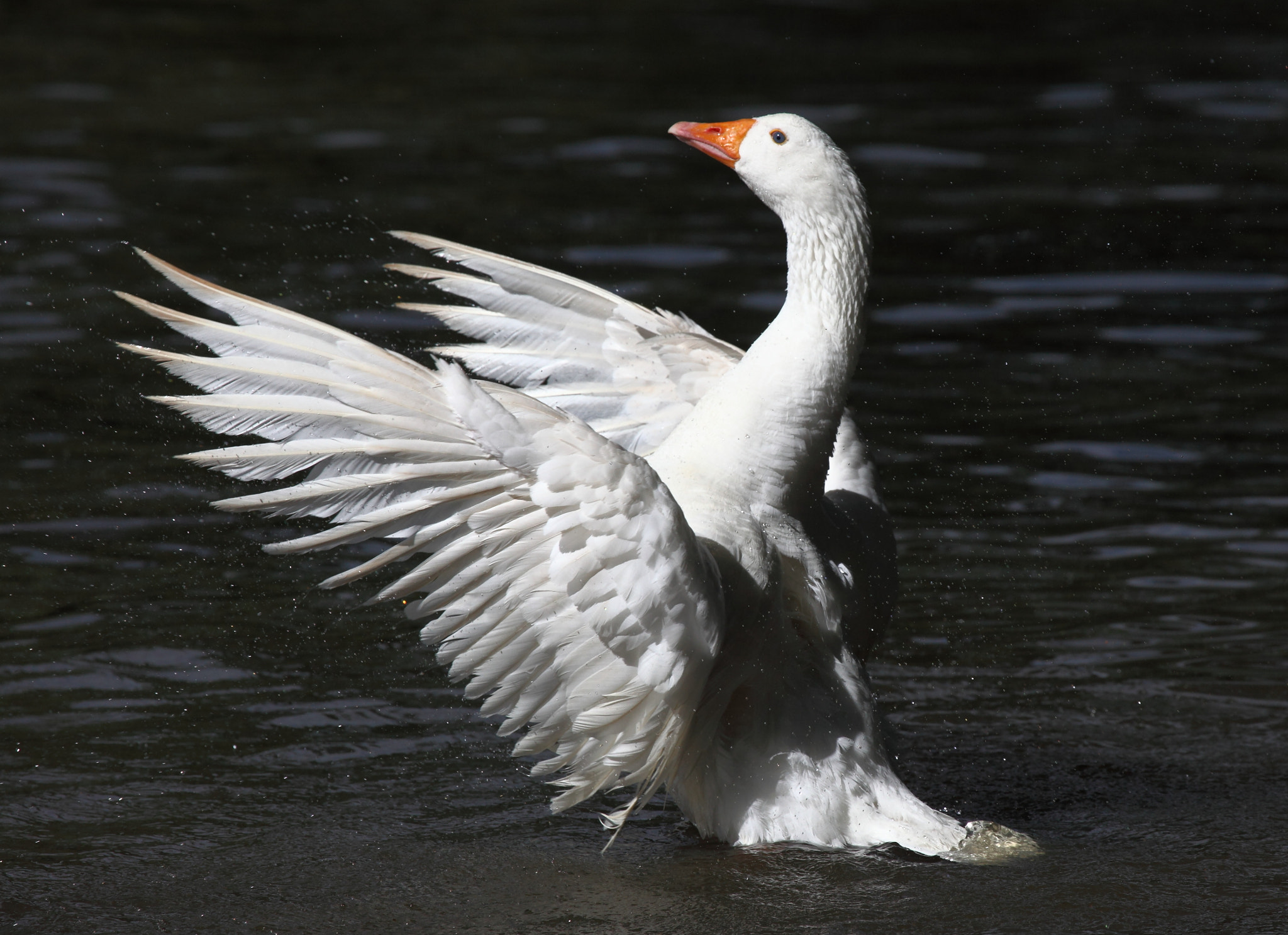 Canon EF 100-400mm F4.5-5.6L IS USM sample photo. Jpg photography