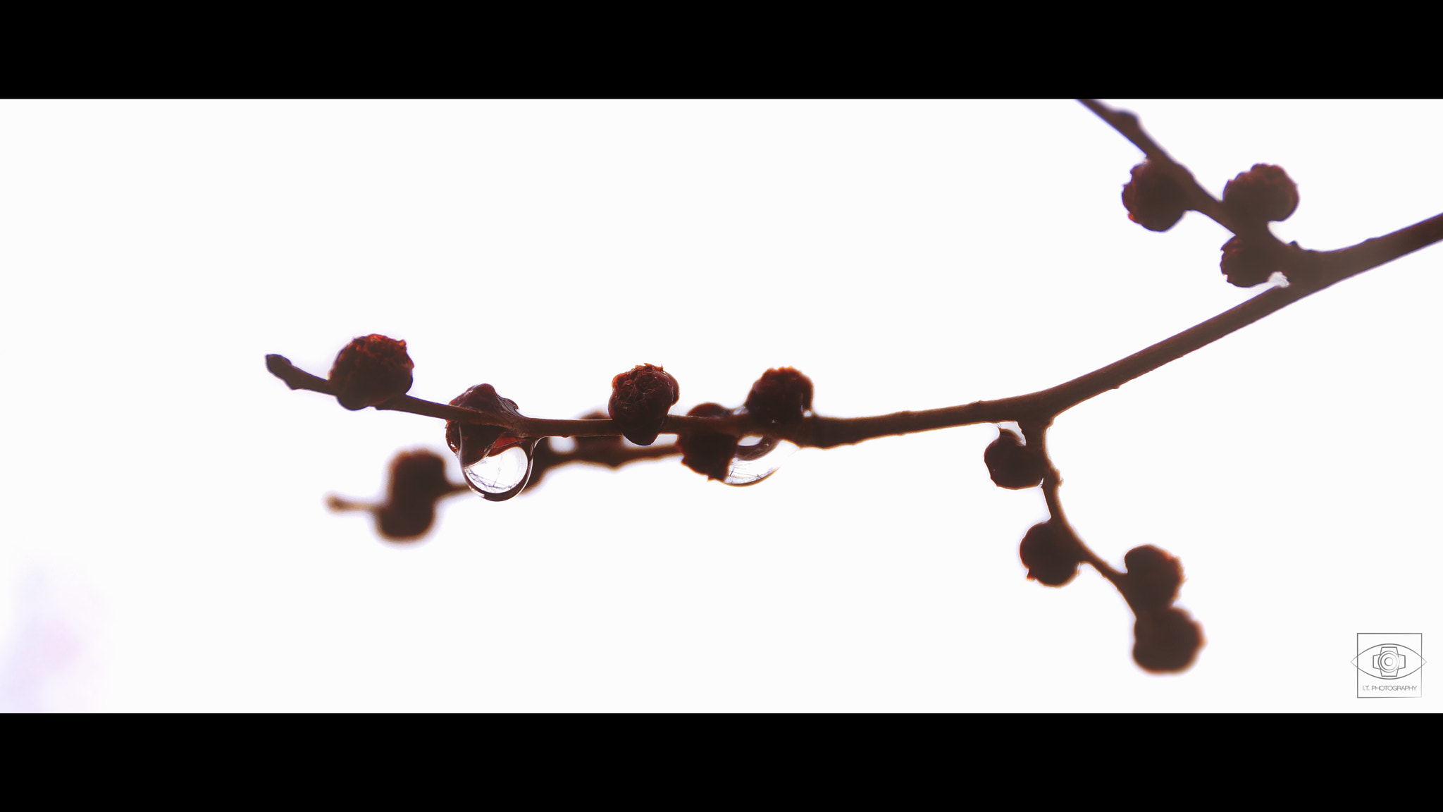 Sony SLT-A77 sample photo. The life photography