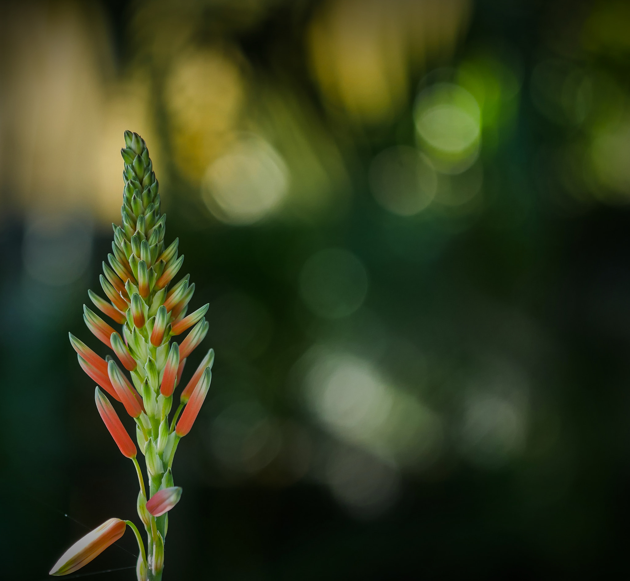 Panasonic Lumix DMC-GH4 + Sigma 60mm F2.8 DN Art sample photo. My garden photography