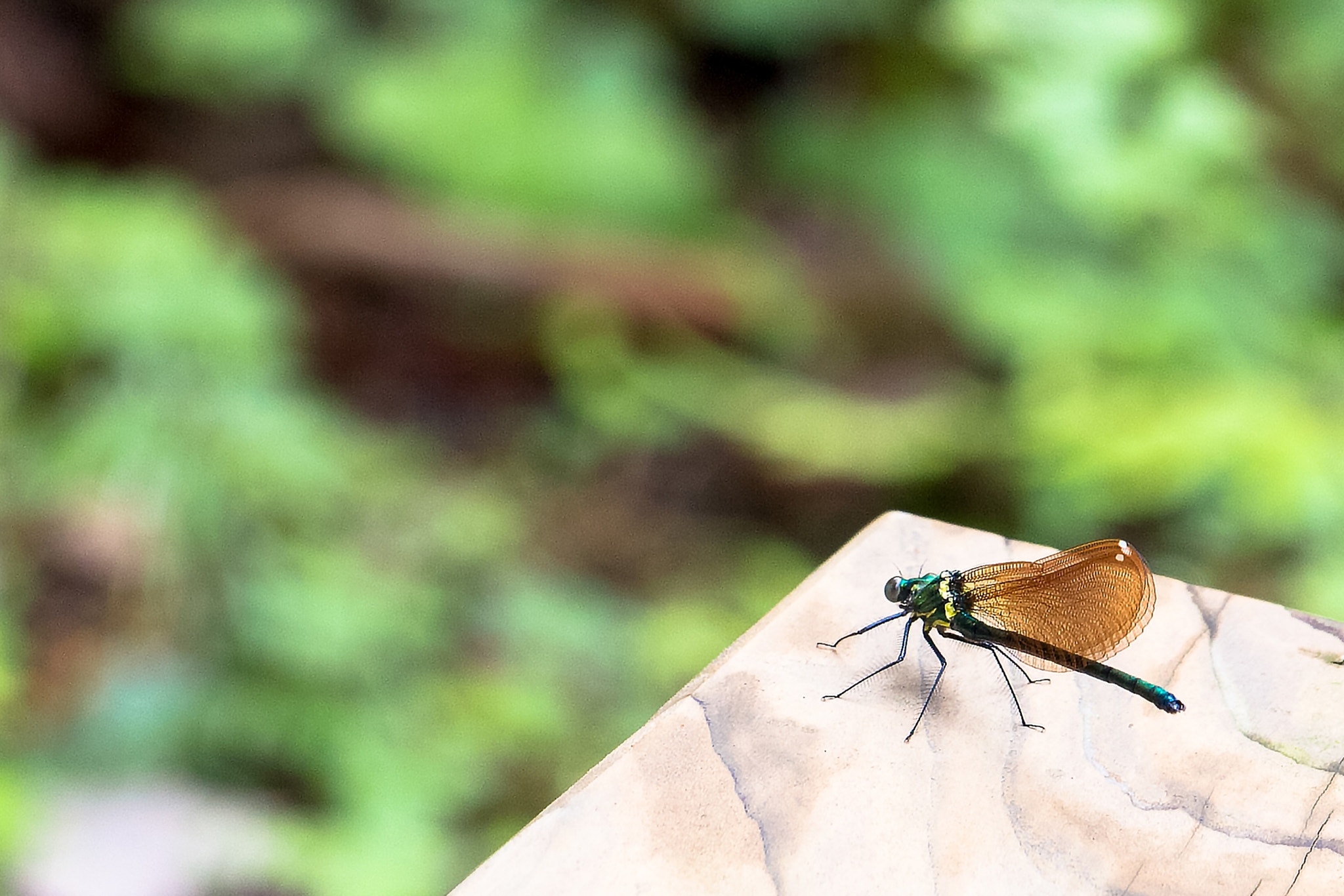 Canon EOS 700D (EOS Rebel T5i / EOS Kiss X7i) + Canon EF-S 55-250mm F4-5.6 IS STM sample photo. Dragonfly / bench of the canyon photography