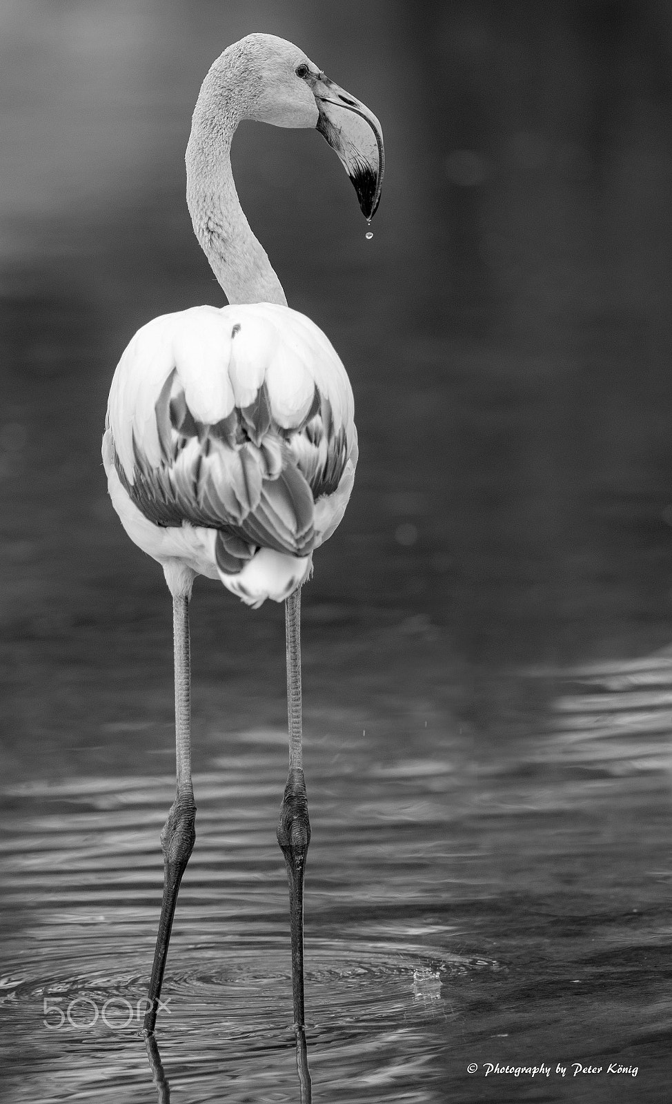AF Nikkor 300mm f/4 IF-ED sample photo. Bird in water photography