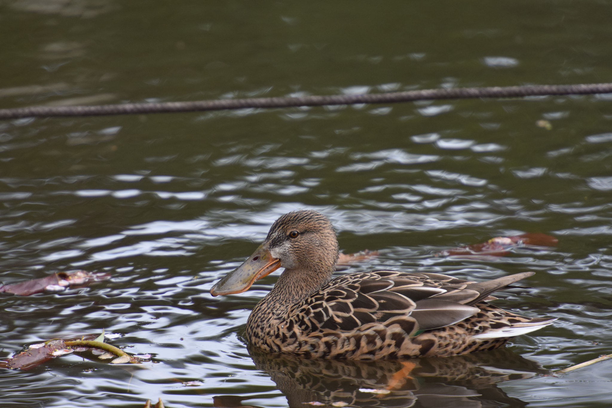 Nikon AF-S Nikkor 70-200mm F2.8G ED VR II sample photo. ゆらり、ゆらり photography