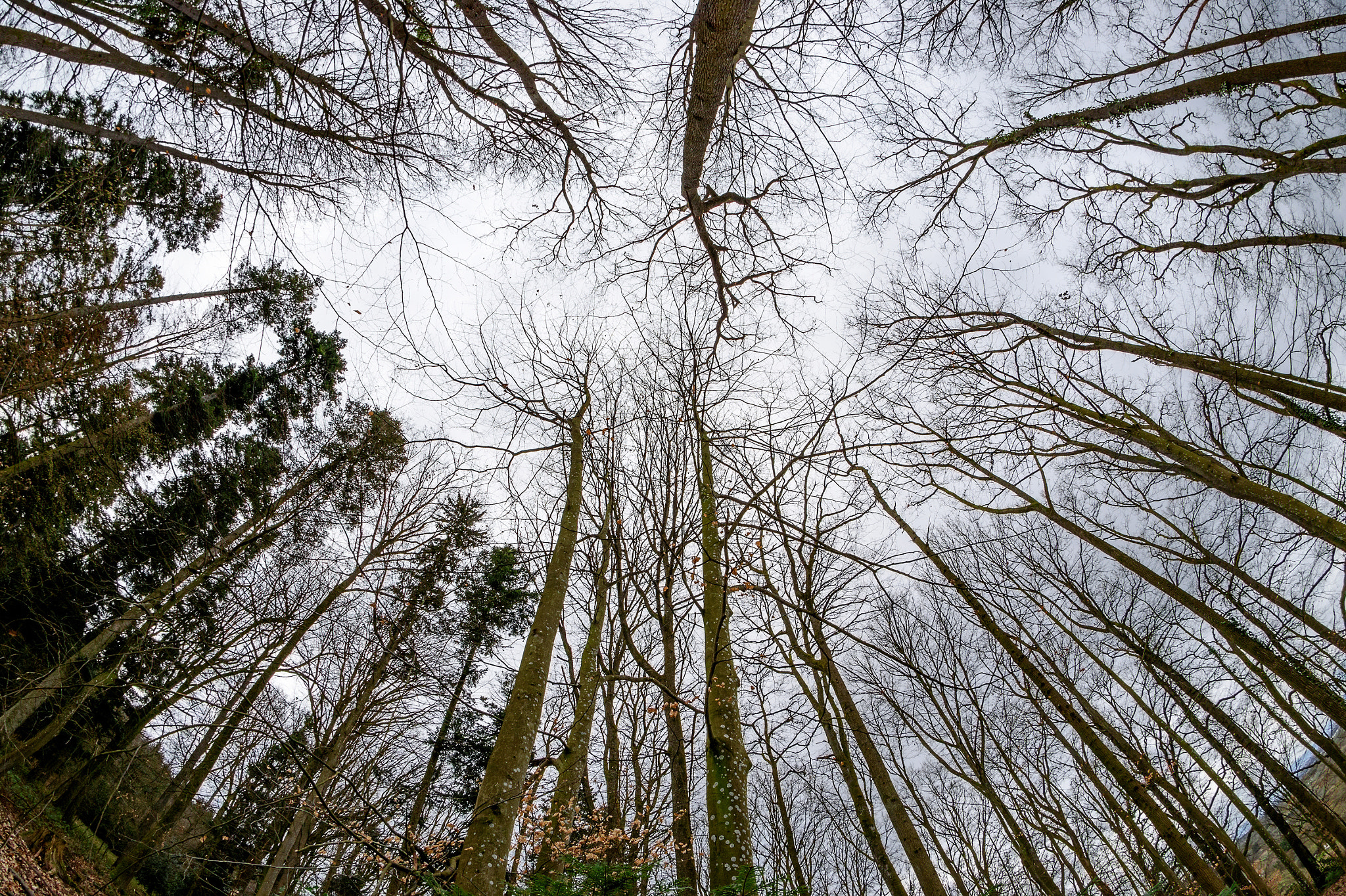 Nikon D5500 + Samyang 8mm F3.5 Aspherical IF MC Fisheye sample photo. Baumeye photography