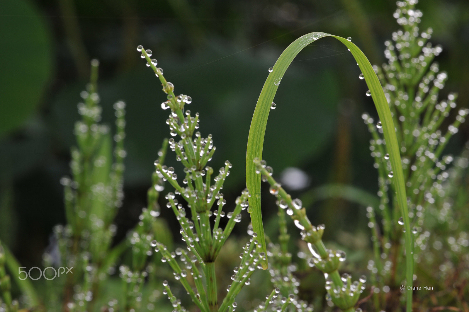 Nikon D700 + Sigma 105mm F2.8 EX DG Macro sample photo. Morning dew photography