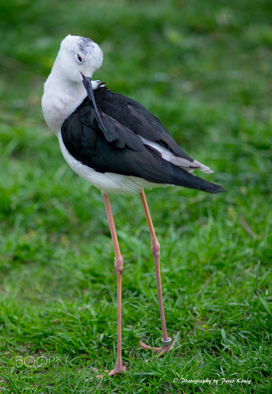 AF Nikkor 300mm f/4 IF-ED sample photo. Stelzenläufer photography