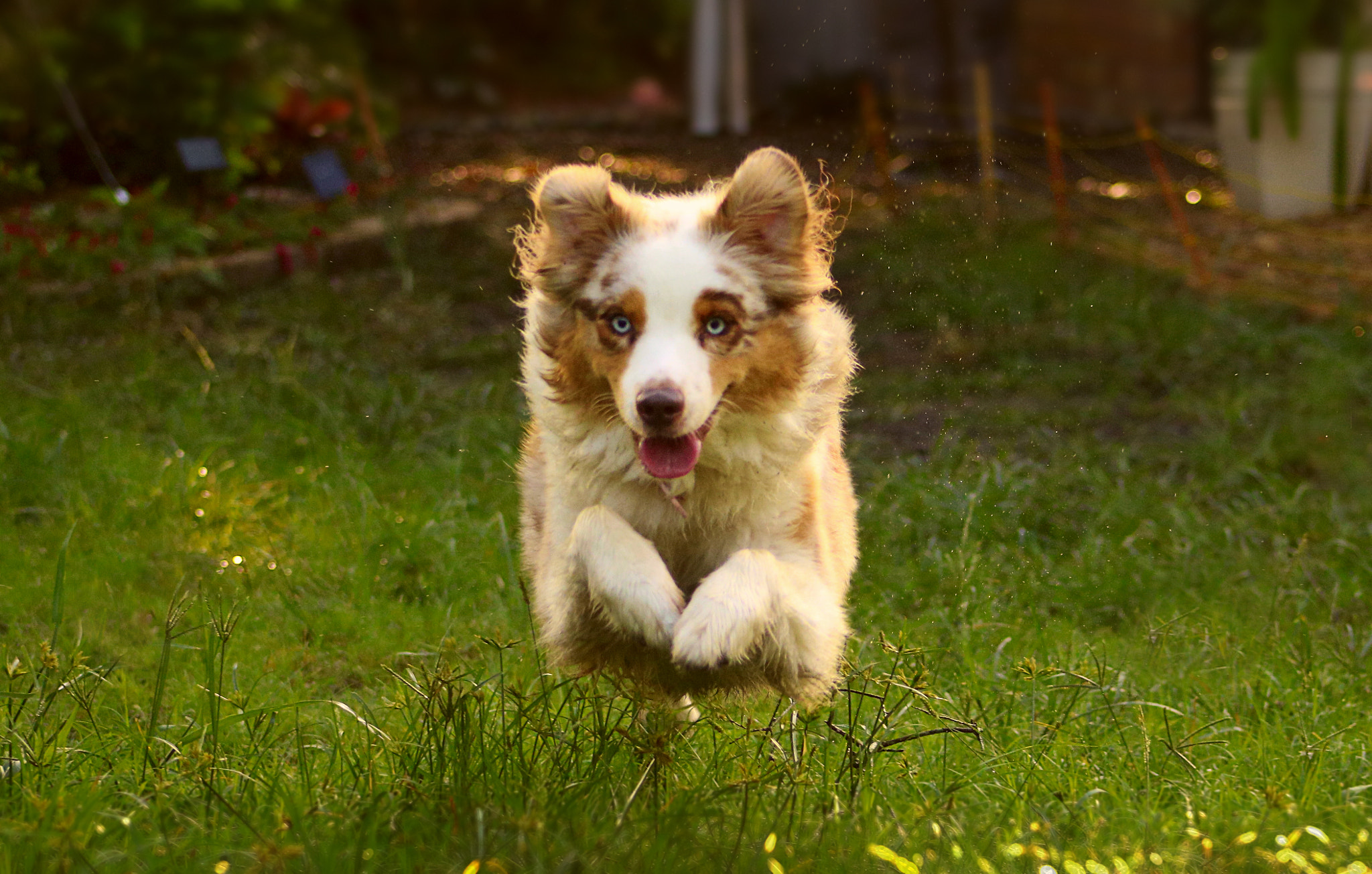 Canon EOS 760D (EOS Rebel T6s / EOS 8000D) + EF75-300mm f/4-5.6 sample photo. Australian sheepdog photography