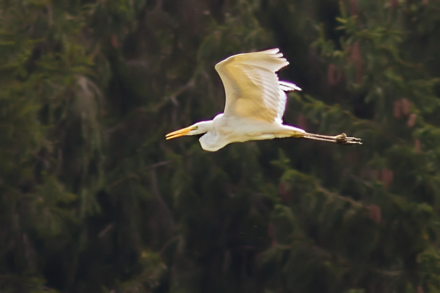 Canon EF 300mm F4L IS USM sample photo. Silberreiher photography