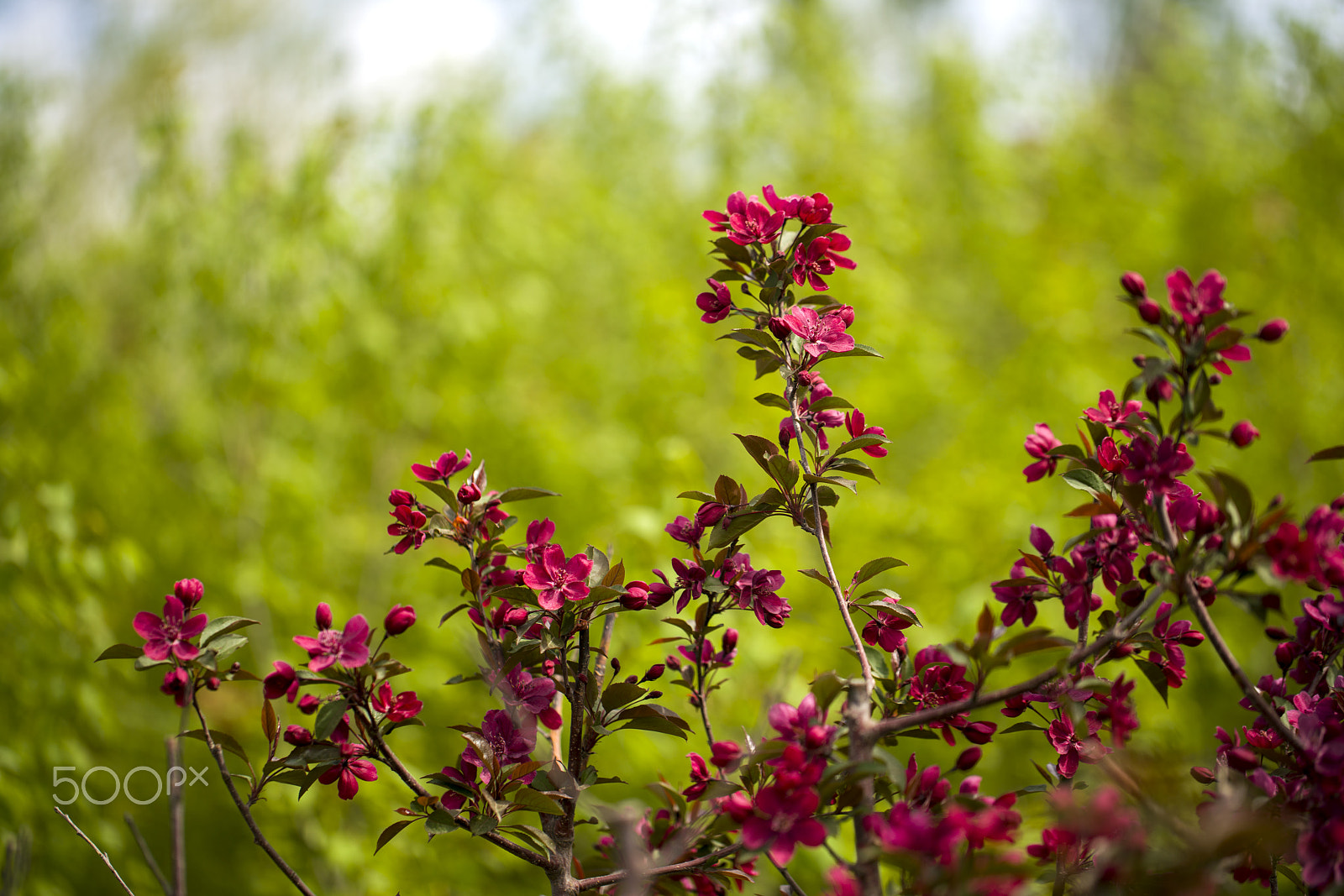 Sony a7R II + Canon EF 100mm F2.8L Macro IS USM sample photo. Flower photography