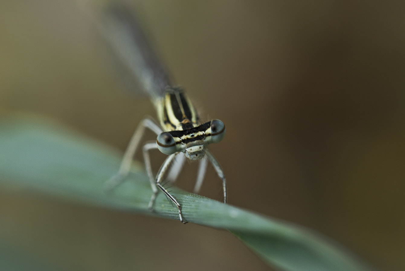 IX-Nikkor 60-180mm f/4.5-5.6 sample photo. Dragonfly photography