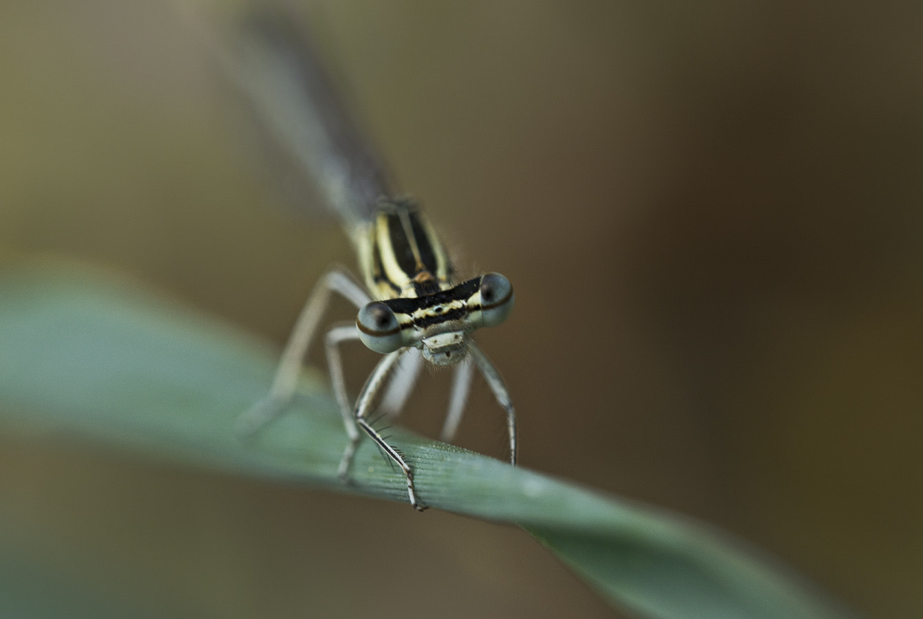 Nikon D7100 + IX-Nikkor 60-180mm f/4.5-5.6 sample photo. Dragonfly photography