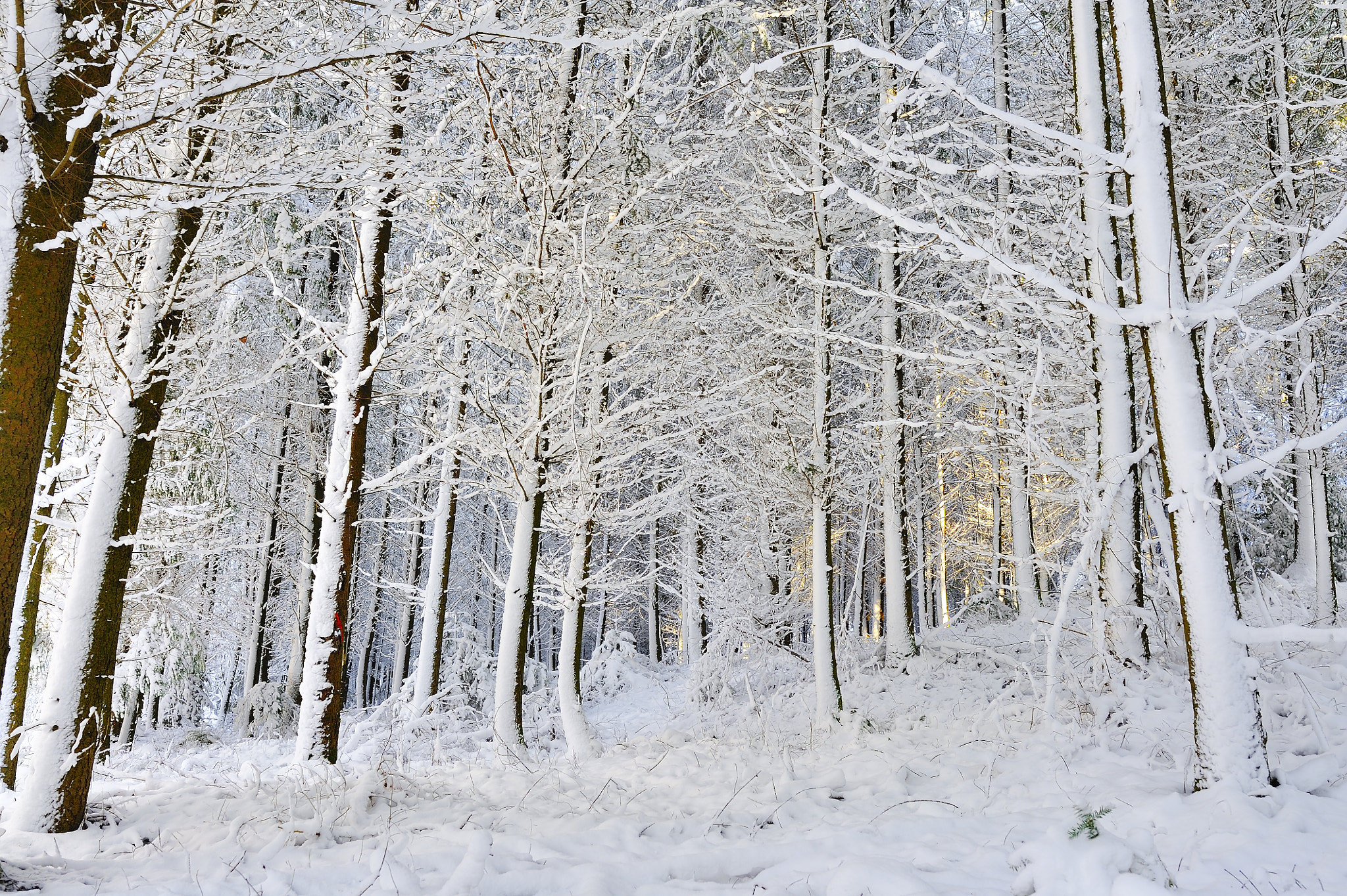 Nikon D3 + Sigma 35mm F1.4 DG HSM Art sample photo. Lumière d'hiver photography