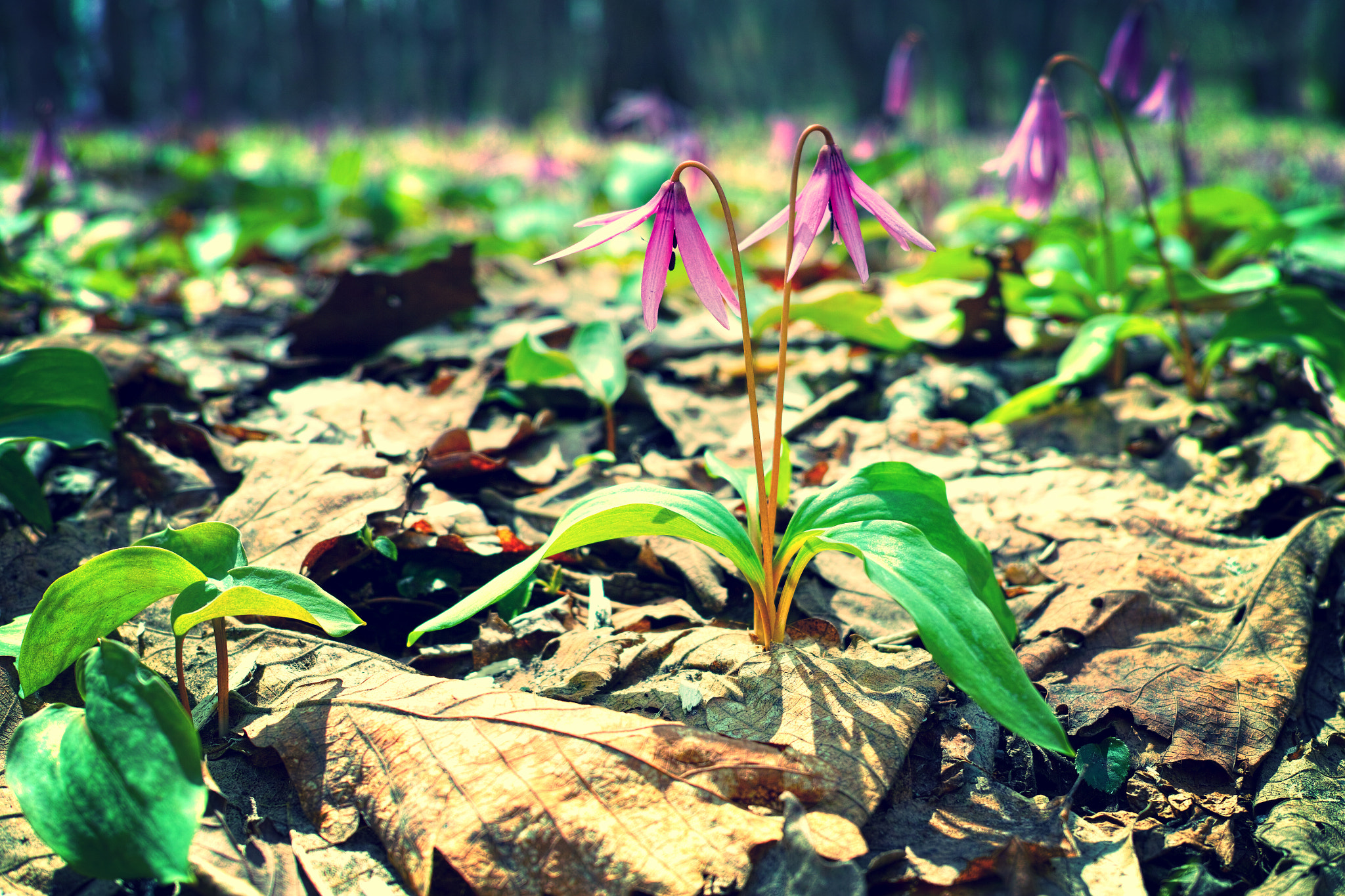 Sigma 30mm F2.8 sample photo. Woodlands of the early spring photography