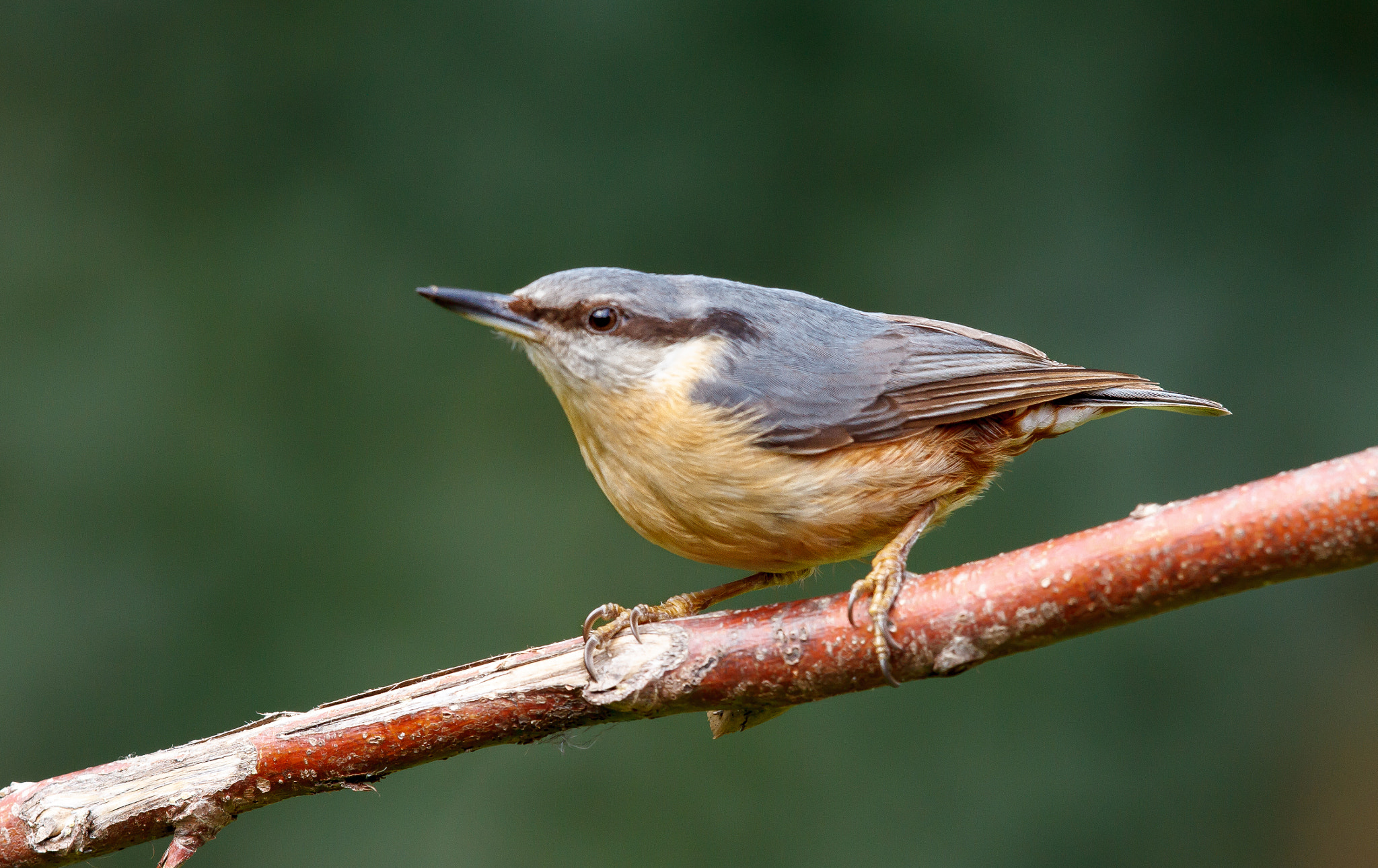 Canon EOS 7D + Canon EF 500mm F4L IS II USM sample photo. Eurasian nuthatch up close photography