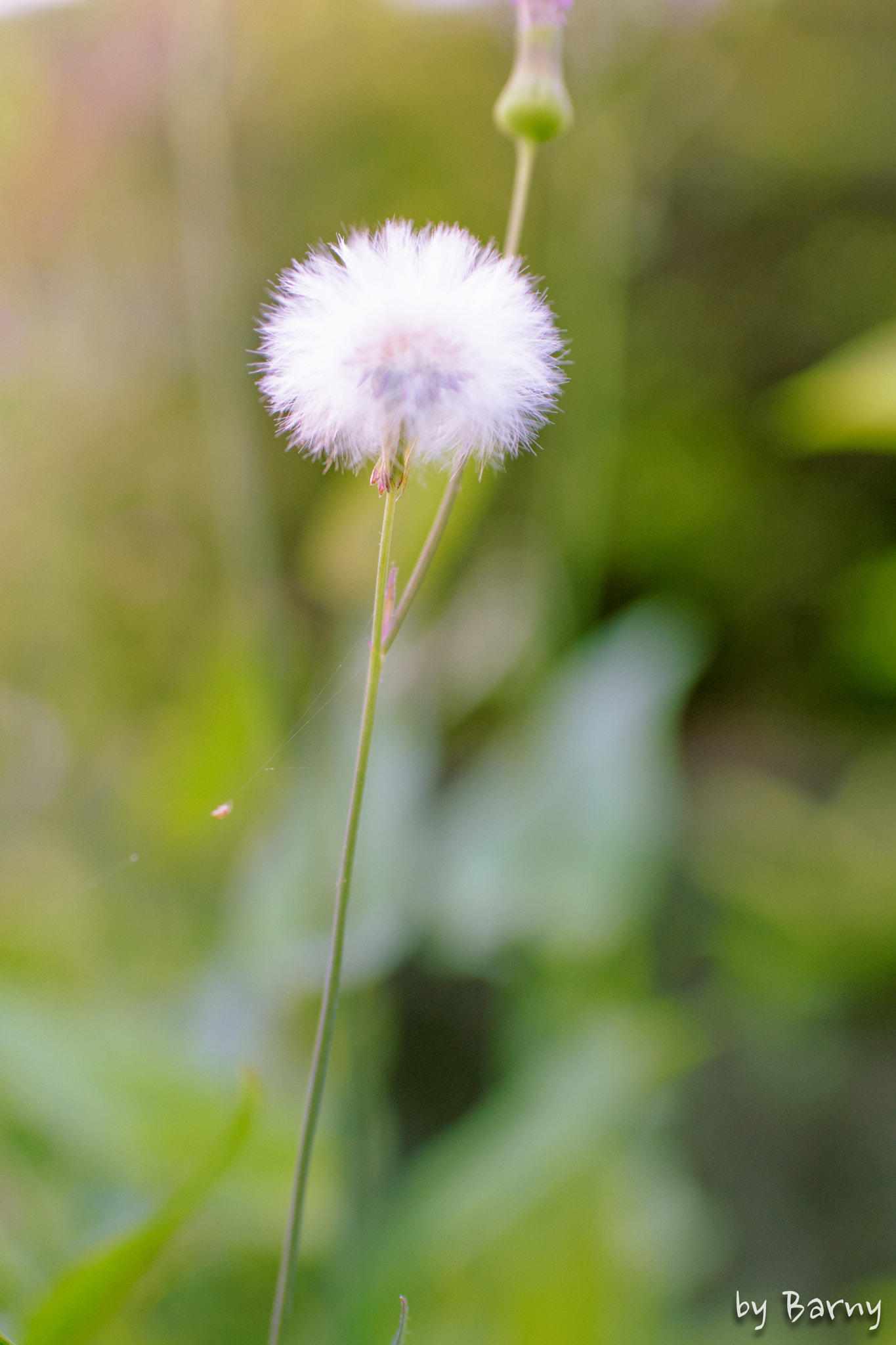 Nikon D7200 + AF-S Nikkor 35mm f/1.8G sample photo. _dsc4032.jpg photography