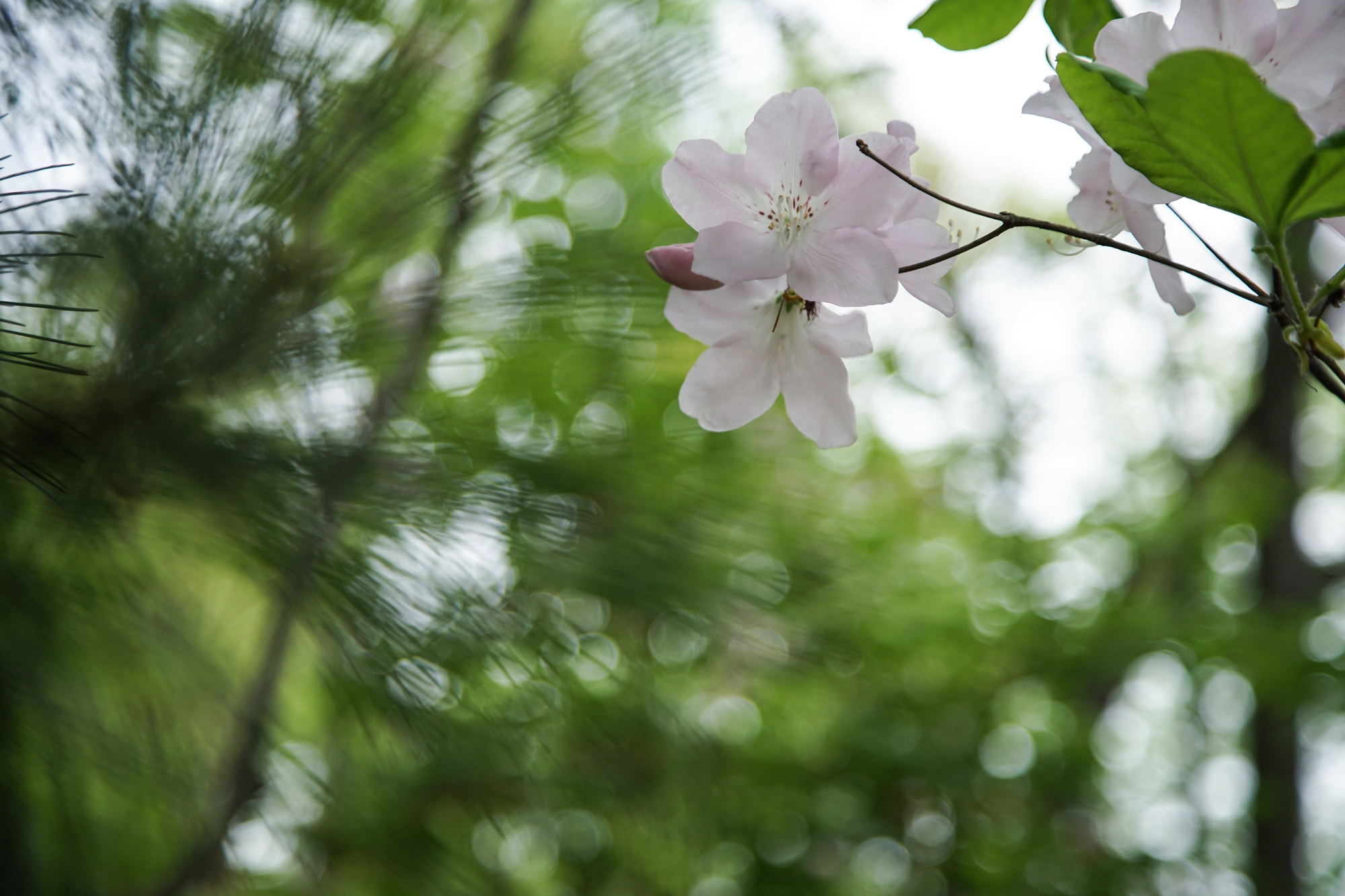 24-105mm F4 OSS sample photo. Azalea and bokeh photography