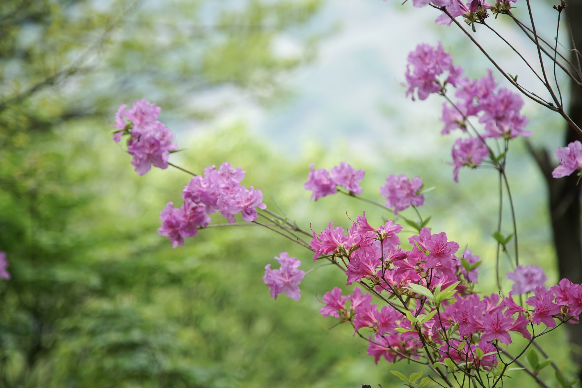 24-105mm F4 OSS sample photo. Two colors of royal azalea photography