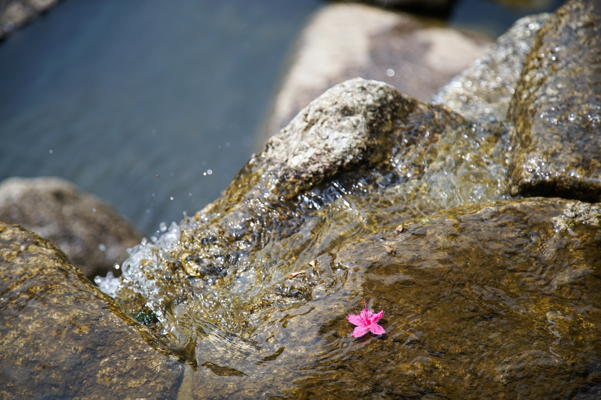 24-105mm F4 OSS sample photo. Fallen flower in the water photography