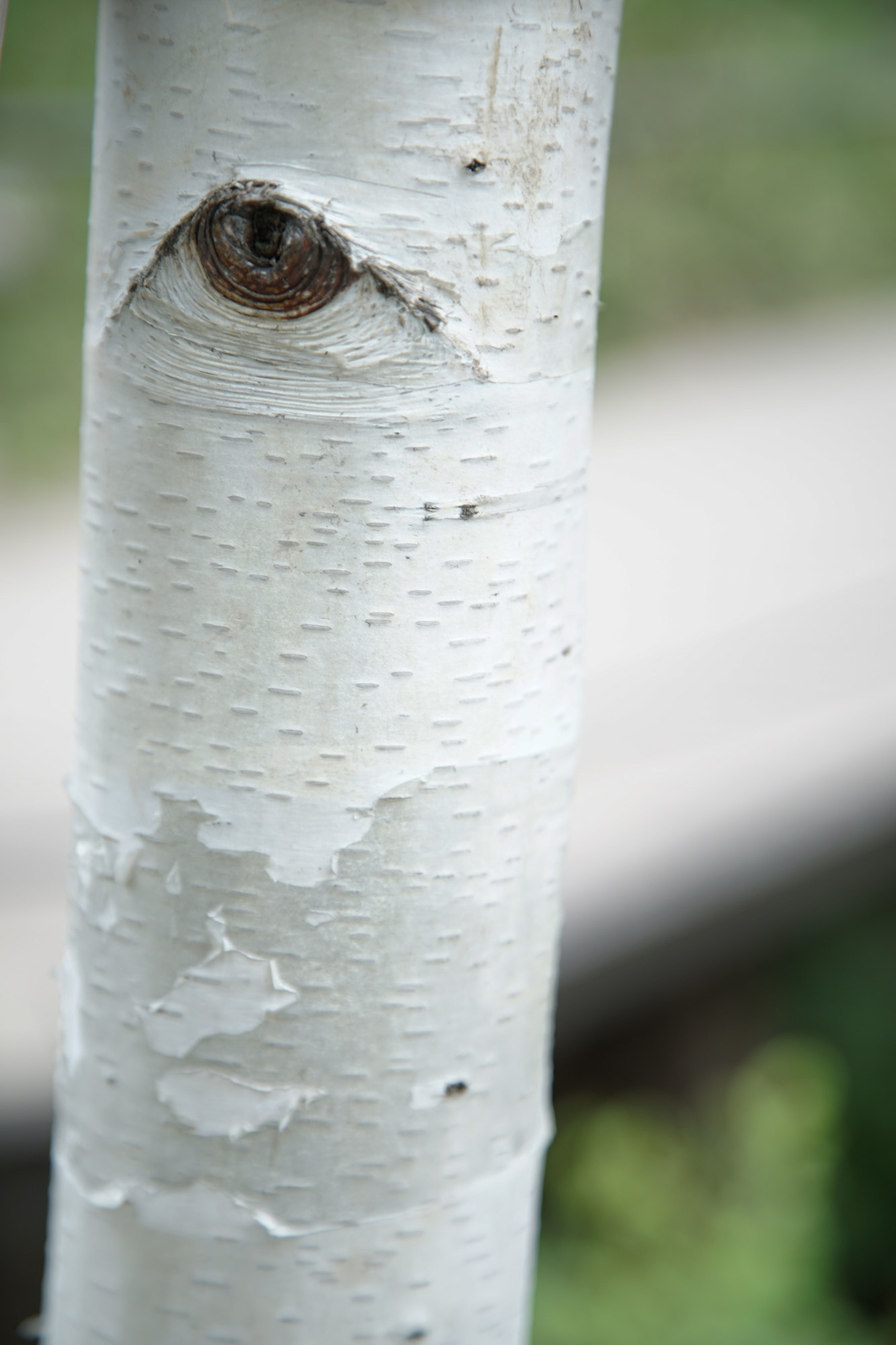 24-105mm F4 OSS sample photo. Eye of birch photography