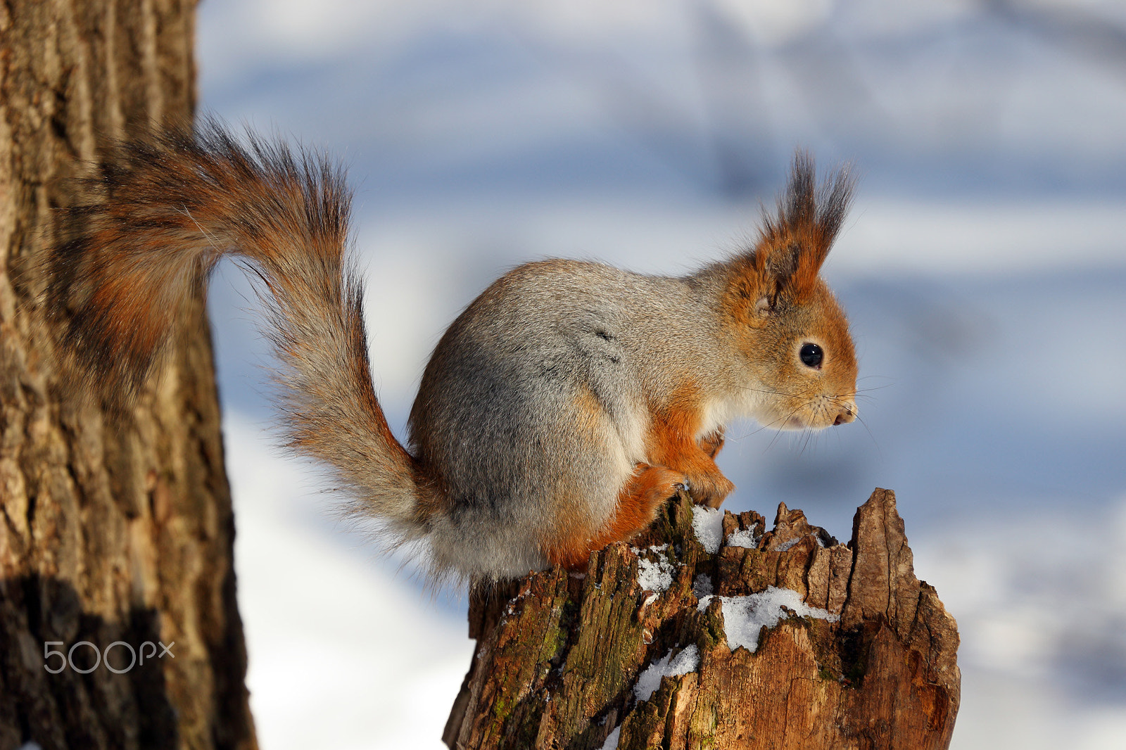 Canon EF 70-300mm F4-5.6L IS USM sample photo. Squirrel photography