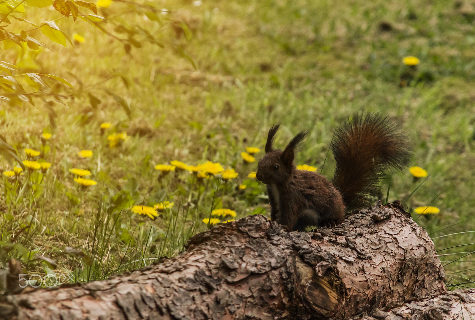 Canon EOS 650D (EOS Rebel T4i / EOS Kiss X6i) + Sigma 18-200mm f/3.5-6.3 DC OS sample photo. Squirrel photography