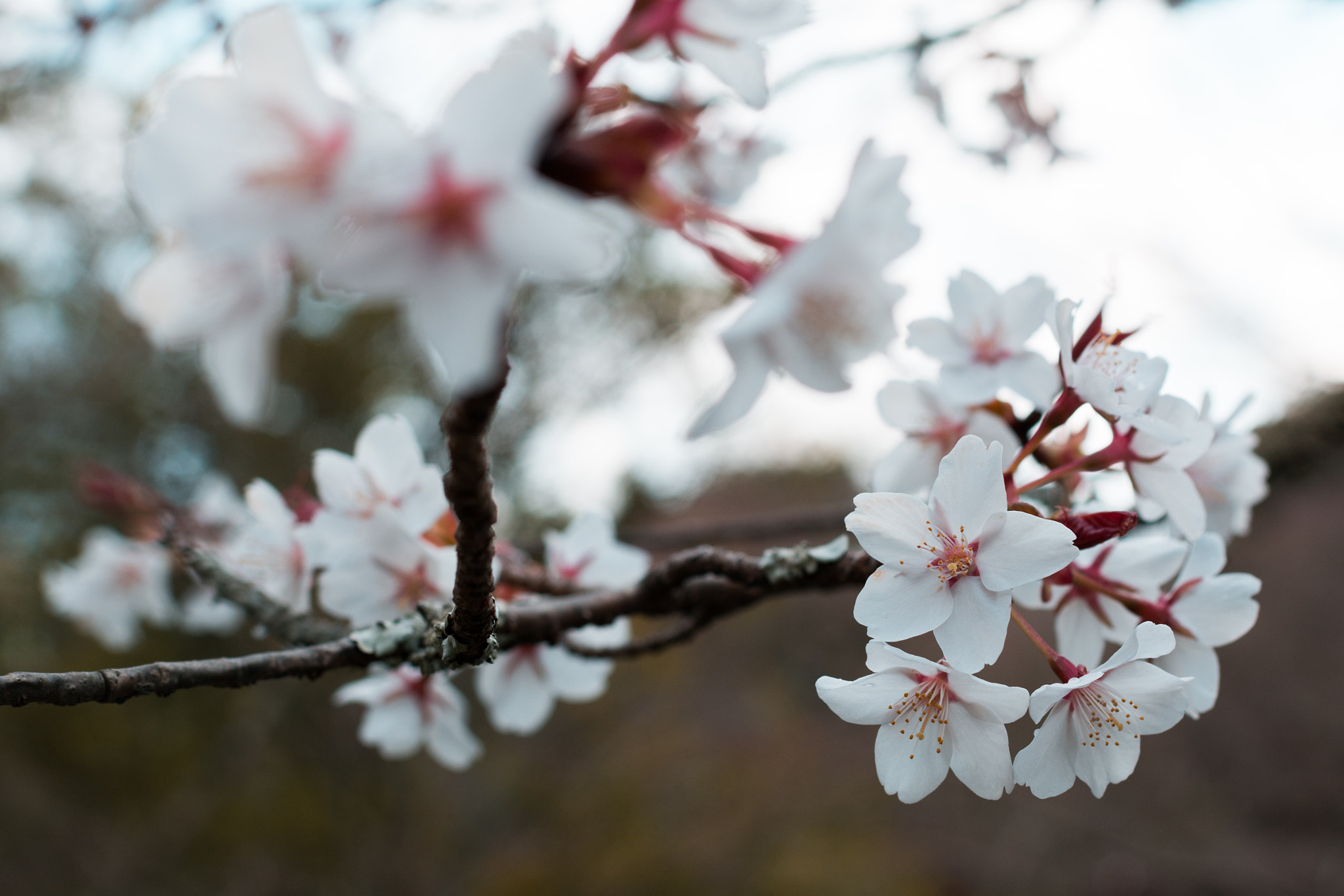 Nikon D7100 + Nikon AF-S Nikkor 35mm F1.4G sample photo. Kansai - spring 2016 photography